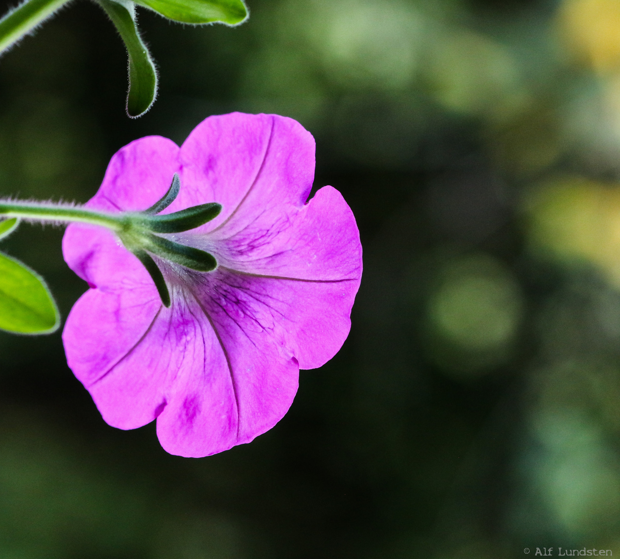 Canon EF 100mm F2.8 Macro USM sample photo. Shining with the sun photography