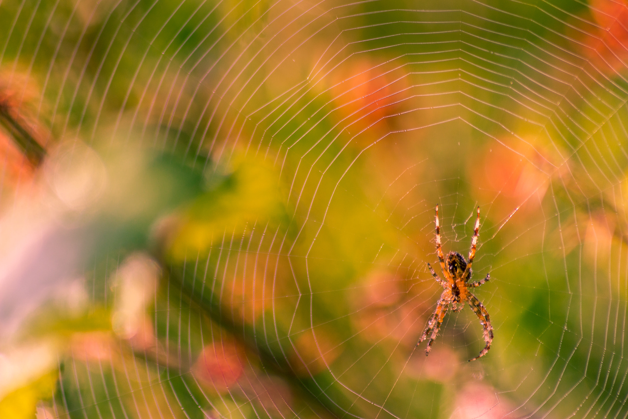 Sigma 70-300mm F4-5.6 APO DG Macro sample photo. Spider photography