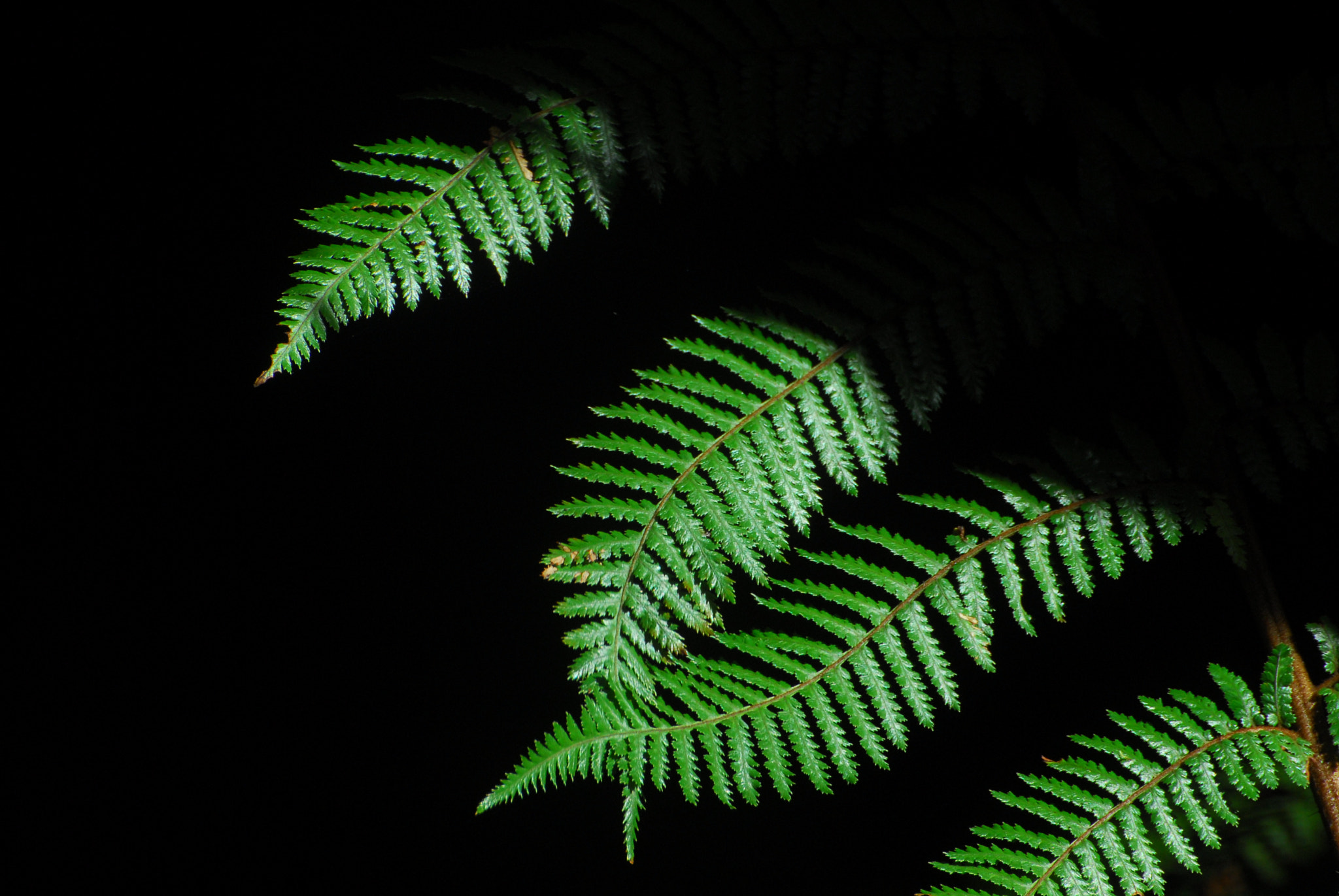 Nikon D200 sample photo. Green fern photography