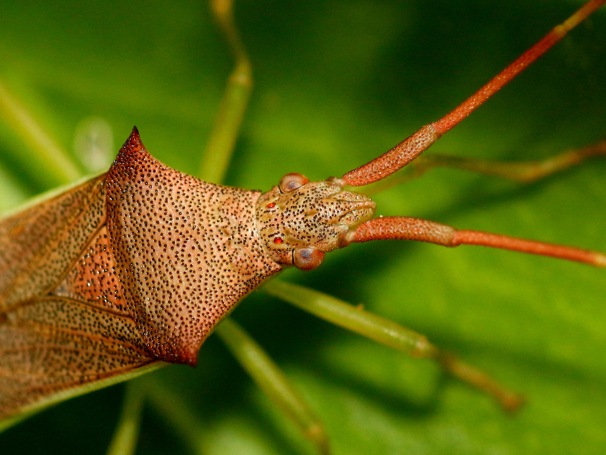 Tamron SP AF 90mm F2.8 Di Macro sample photo. Bug photography
