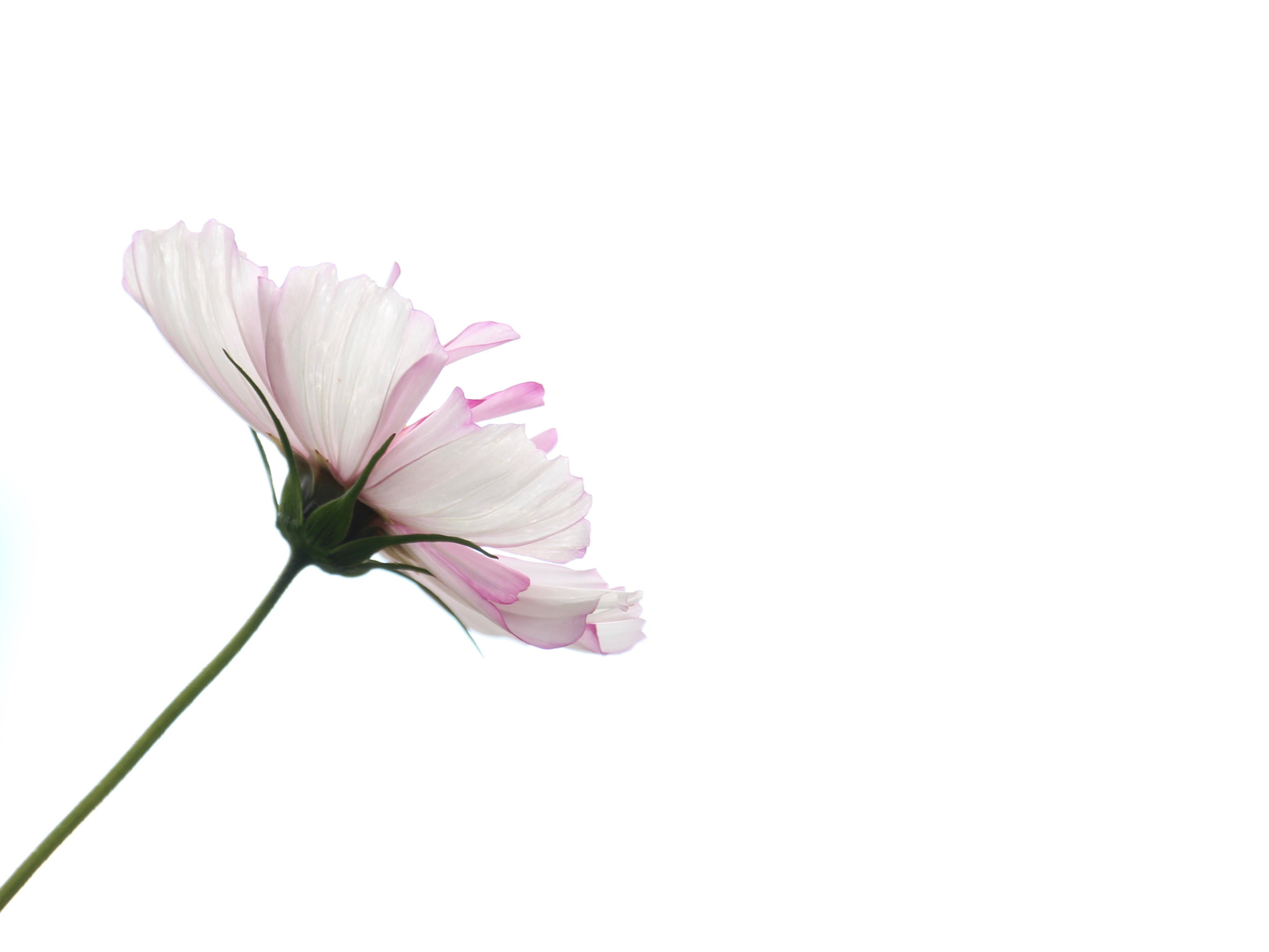 Sigma 18-250mm F3.5-6.3 DC OS HSM sample photo. Flower photography