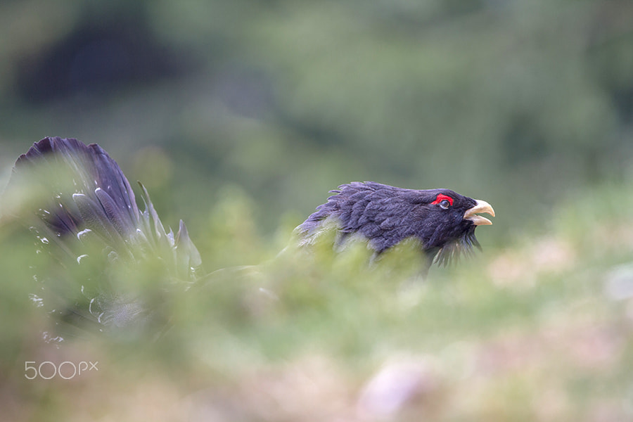 Canon EF 500mm F4L IS II USM sample photo. Balzender auerhahn photography