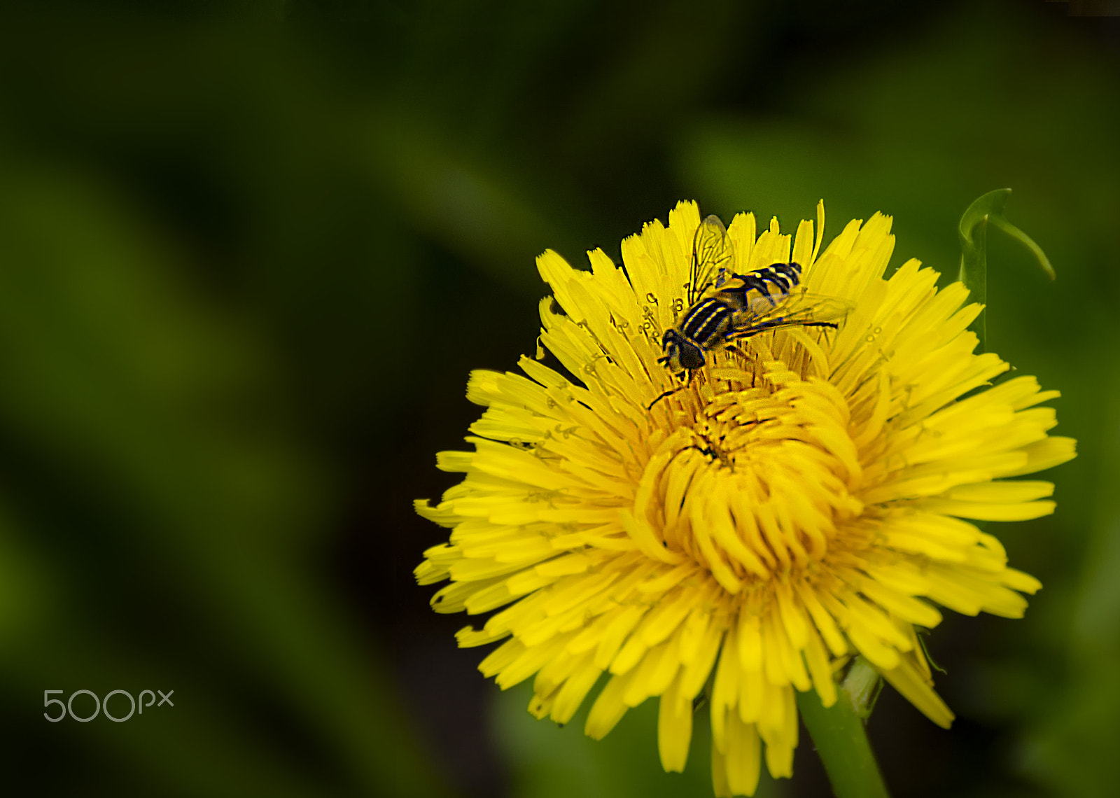 Pentax K-r + Tamron AF 18-200mm F3.5-6.3 XR Di II LD Aspherical (IF) Macro sample photo. Цветы photography