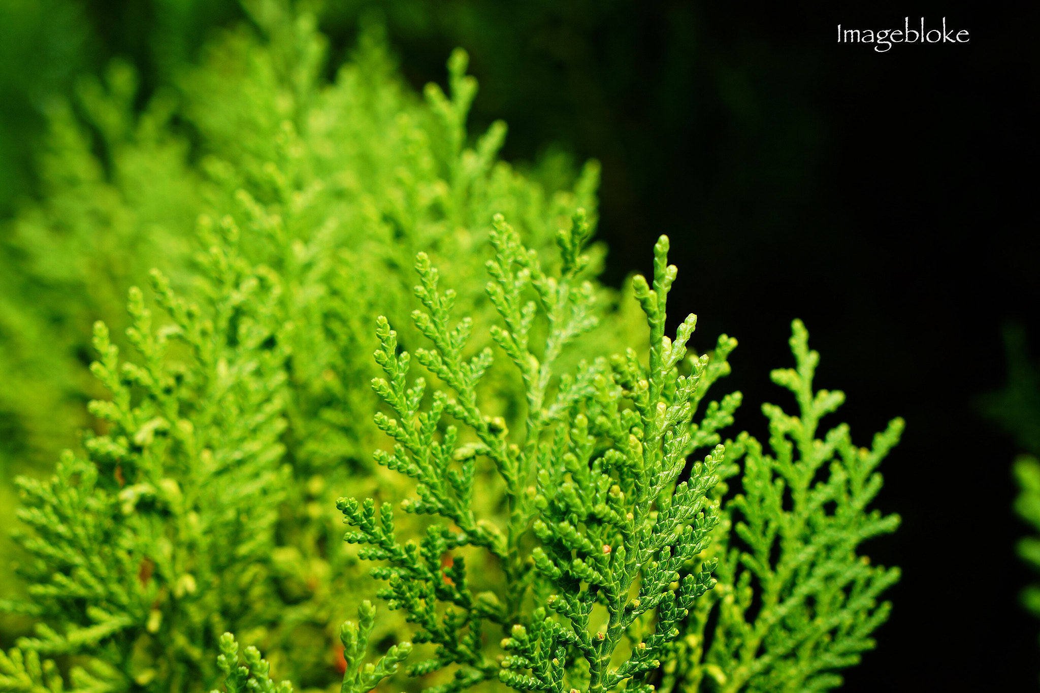 Tamron 18-200mm F3.5-6.3 Di III VC sample photo. Www.imagebloke.blogspot.com photography