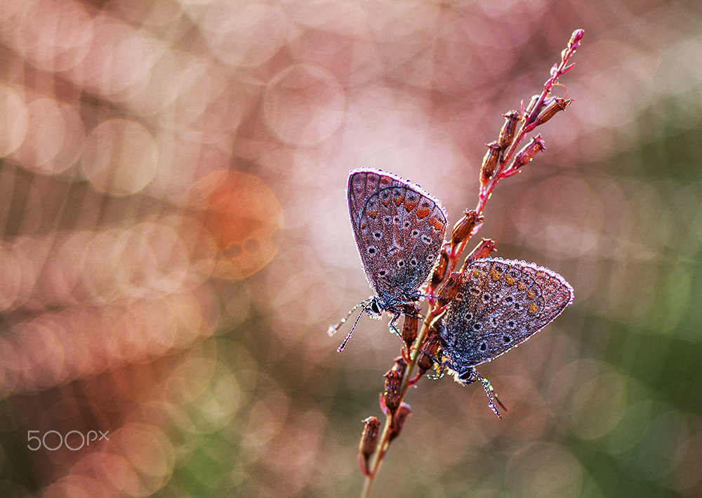Sigma 105mm F2.8 EX DG Macro sample photo. Together photography
