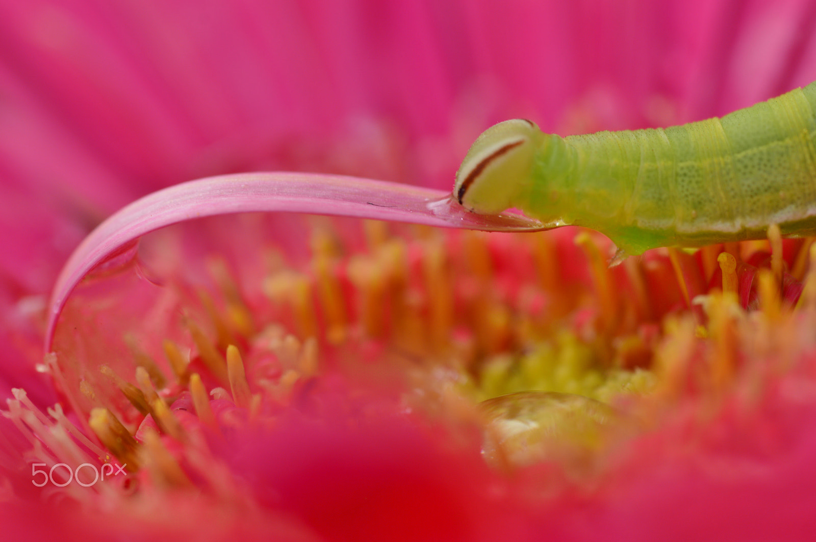 Nikon D3200 + AF Micro-Nikkor 55mm f/2.8 sample photo. Nature......macro photography