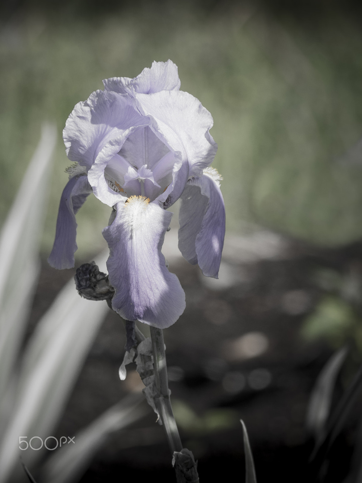 Olympus OM-D E-M1 sample photo. Iris in bloom photography