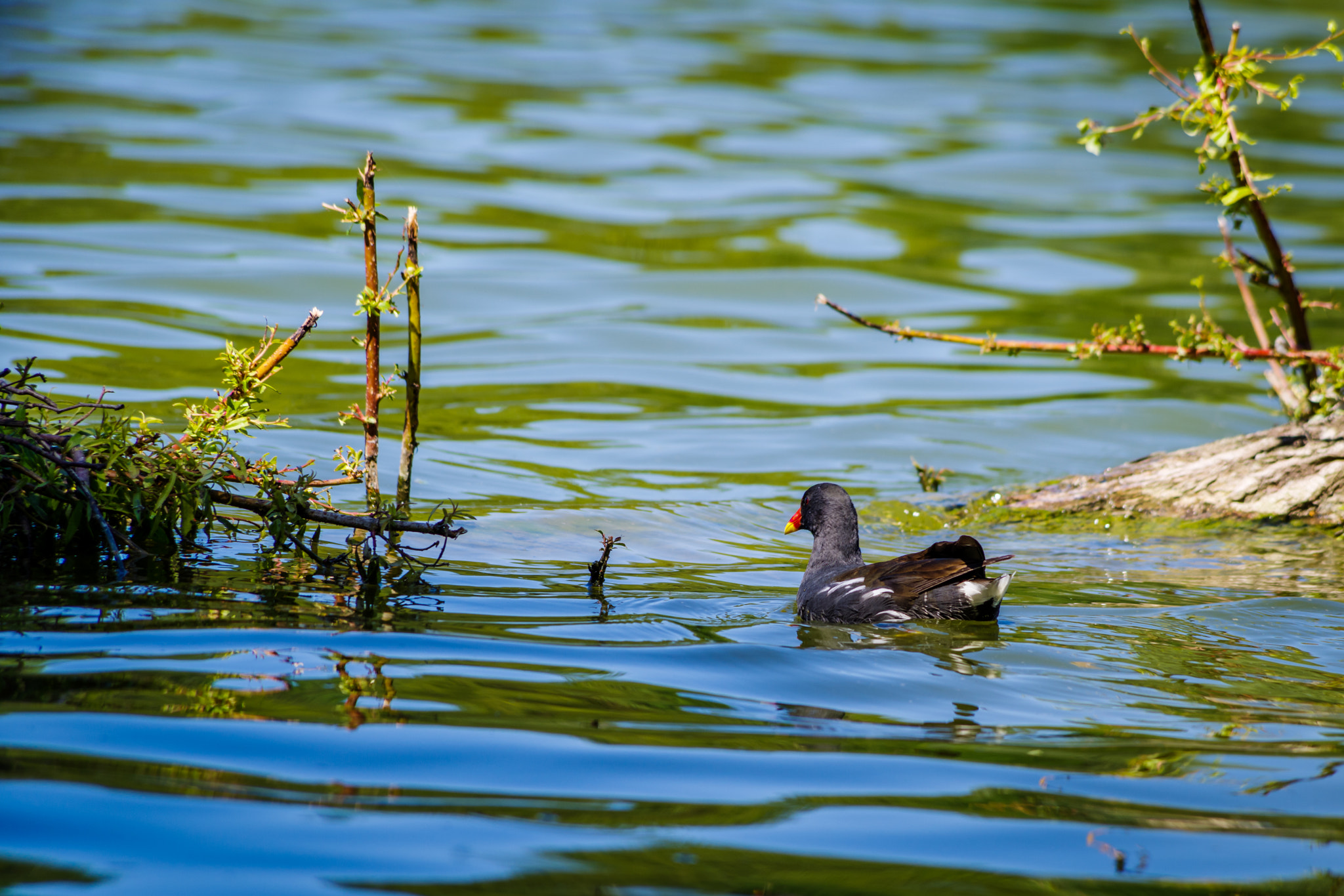 HD Pentax DA 55-300mm F4.0-5.8 ED WR sample photo. Gallinula chloropus photography
