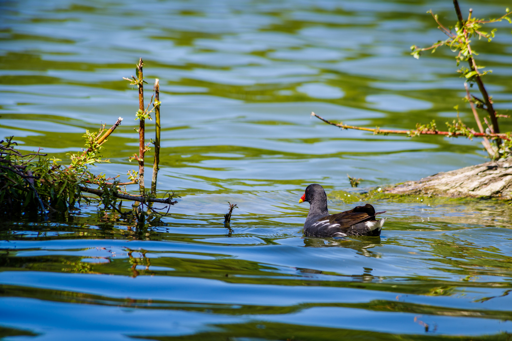 Pentax K-1 sample photo. Gallinula chloropus photography