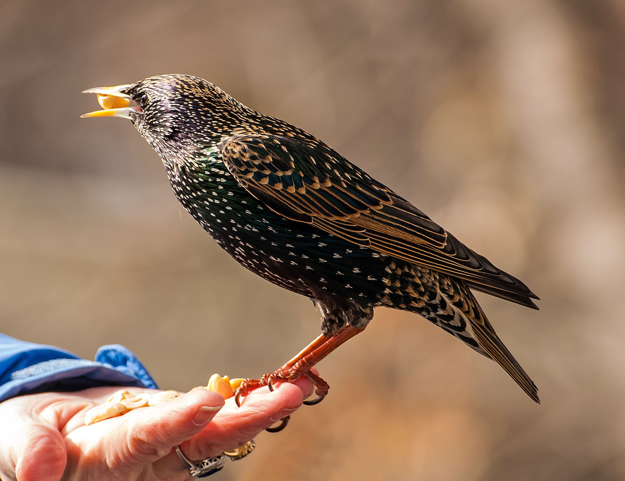 Nikon D200 sample photo. Bird n.hand central.park photography