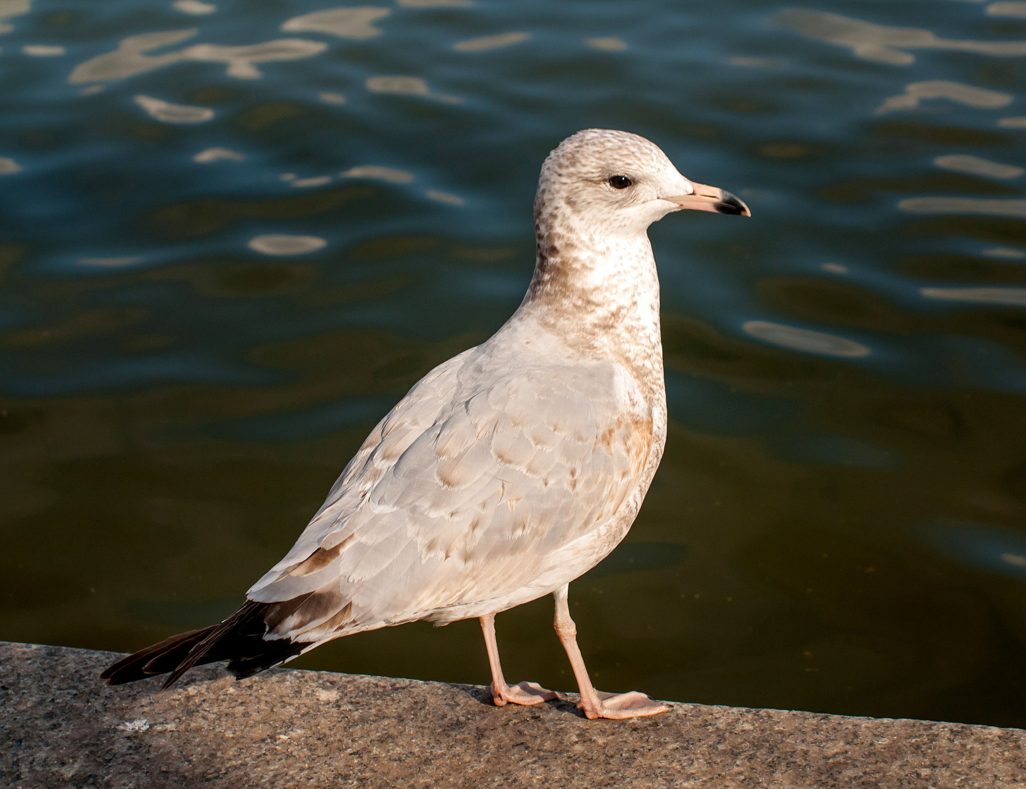 Nikon D200 sample photo. Seagul @ prospect park photography