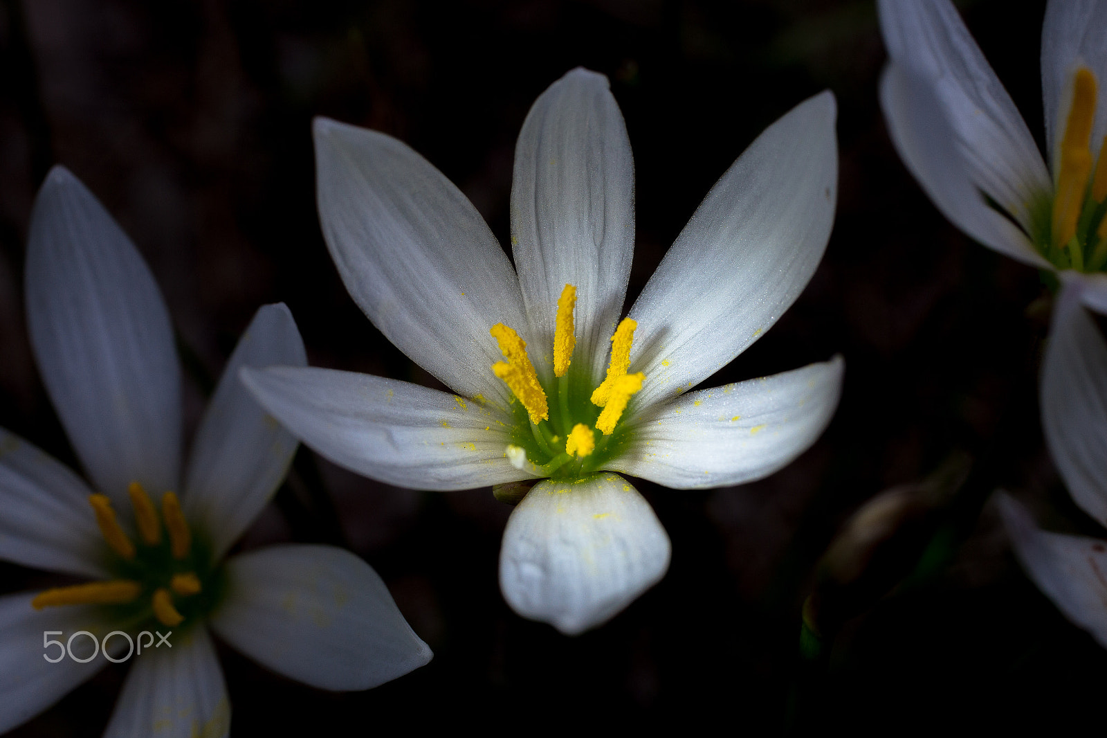 Canon EOS 6D + Canon EF 50mm F2.5 Macro sample photo. Flower photography