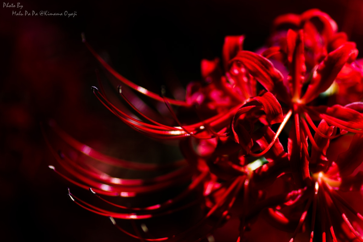 Tamron SP AF 90mm F2.8 Di Macro sample photo. Lycoris radiata（ヒガンバナ） photography