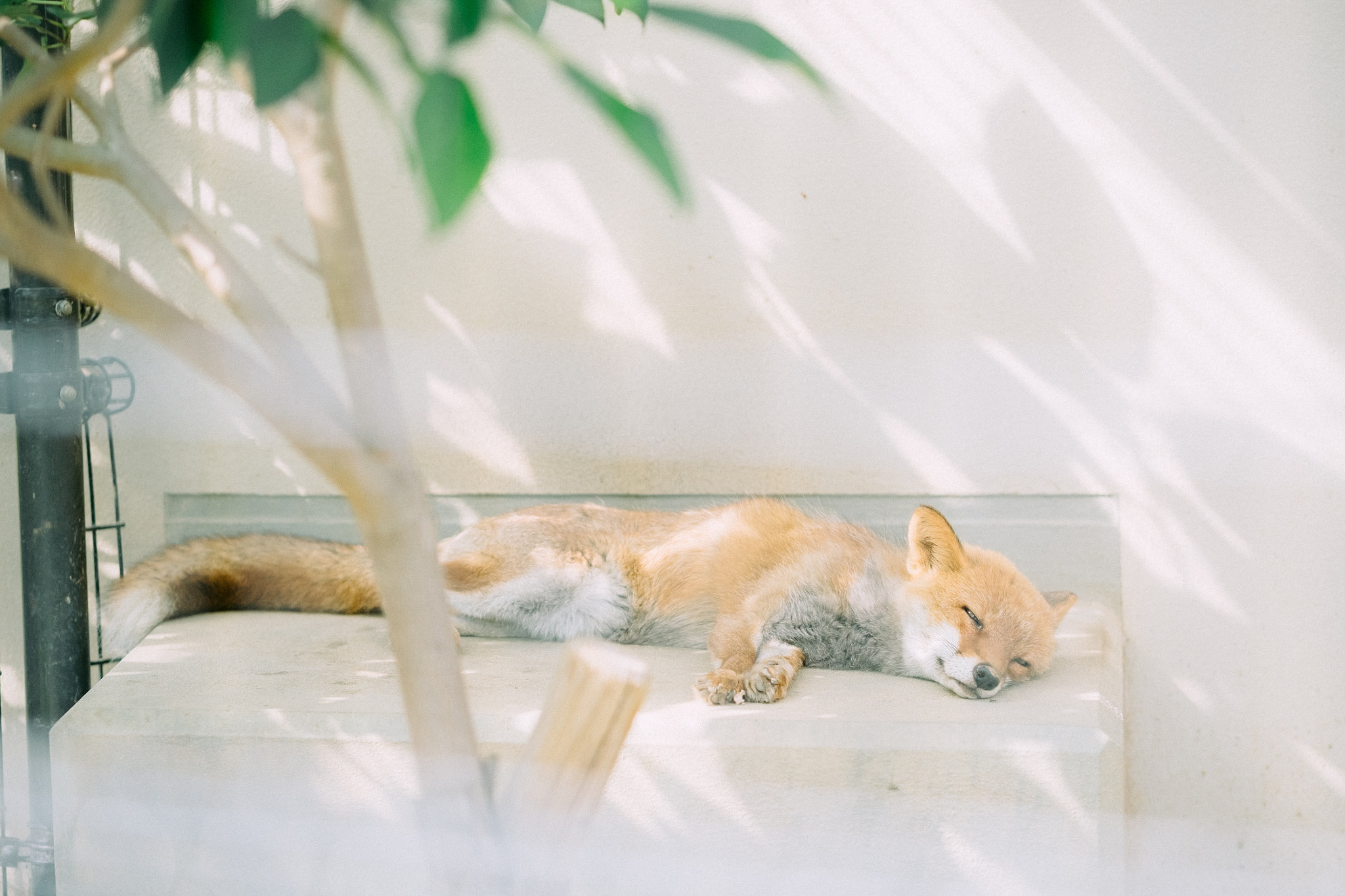 Fujifilm X-T10 + Fujifilm XF 90mm F2 R LM WR sample photo. Kyoto city zoo photography
