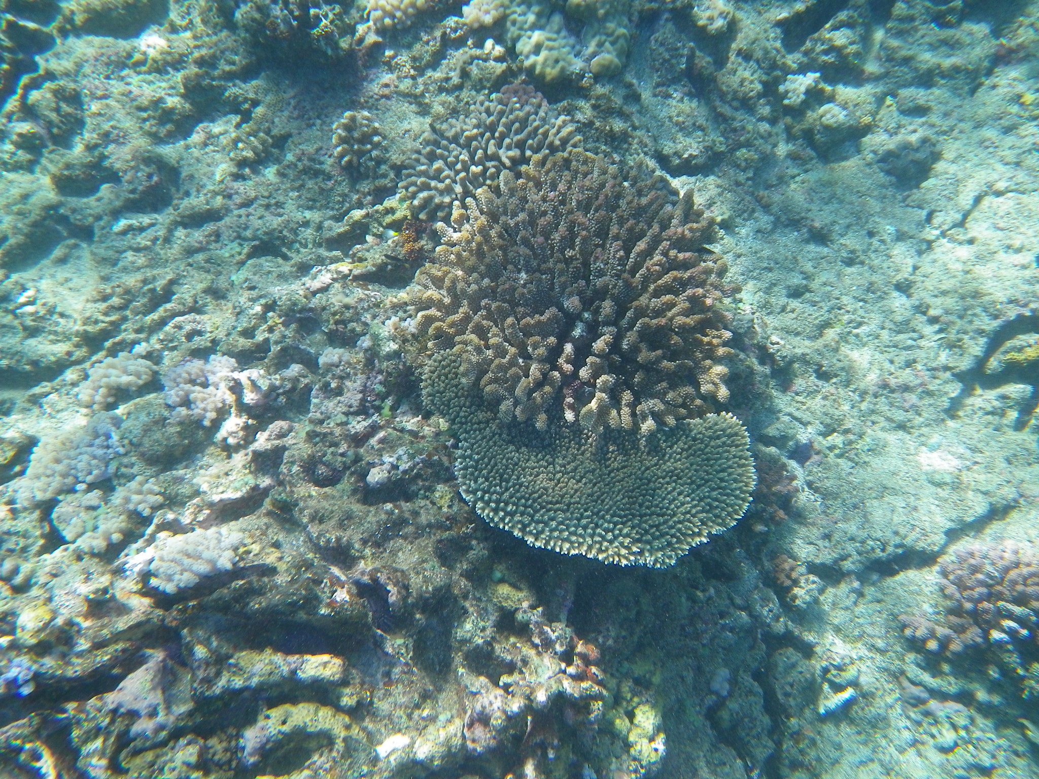 Pentax Optio W90 sample photo. Underwater in mauritius  photography