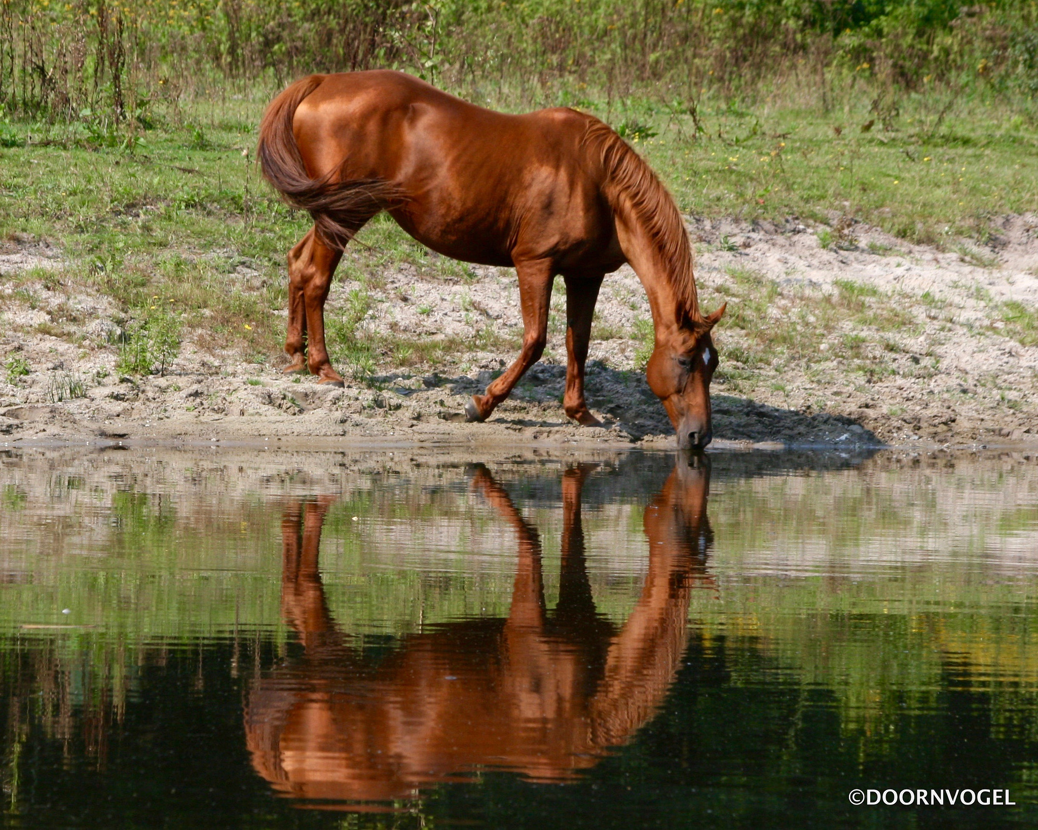 Canon EF 70-300mm F4-5.6 IS USM sample photo. Thirsty reflection photography