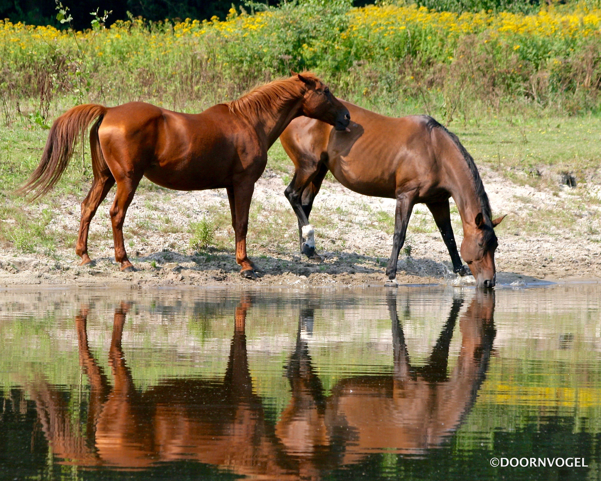 Canon EF 70-300mm F4-5.6 IS USM sample photo. Thirsty reflection.2 photography