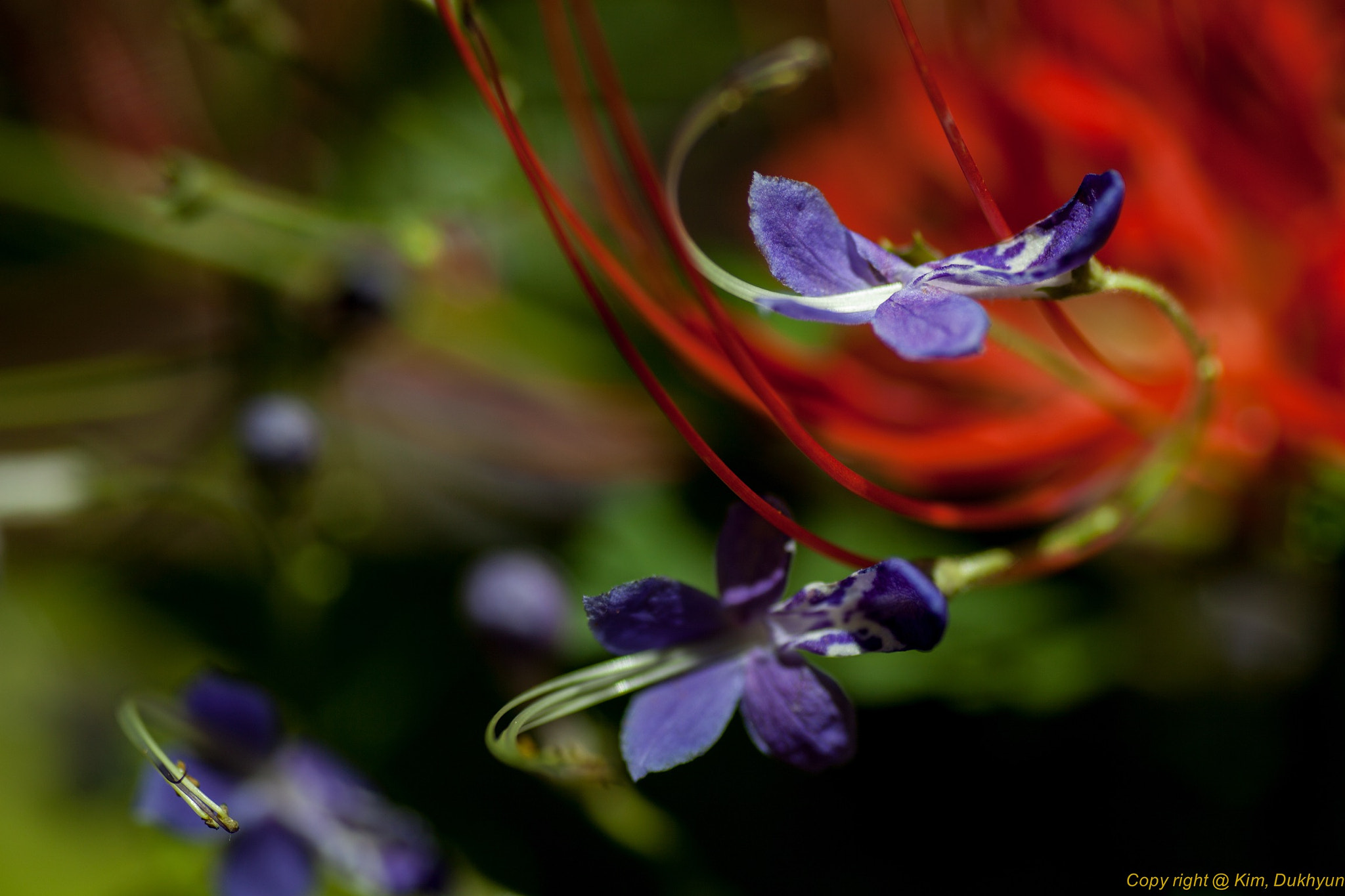 Tamron SP AF 90mm F2.8 Di Macro sample photo. U photography