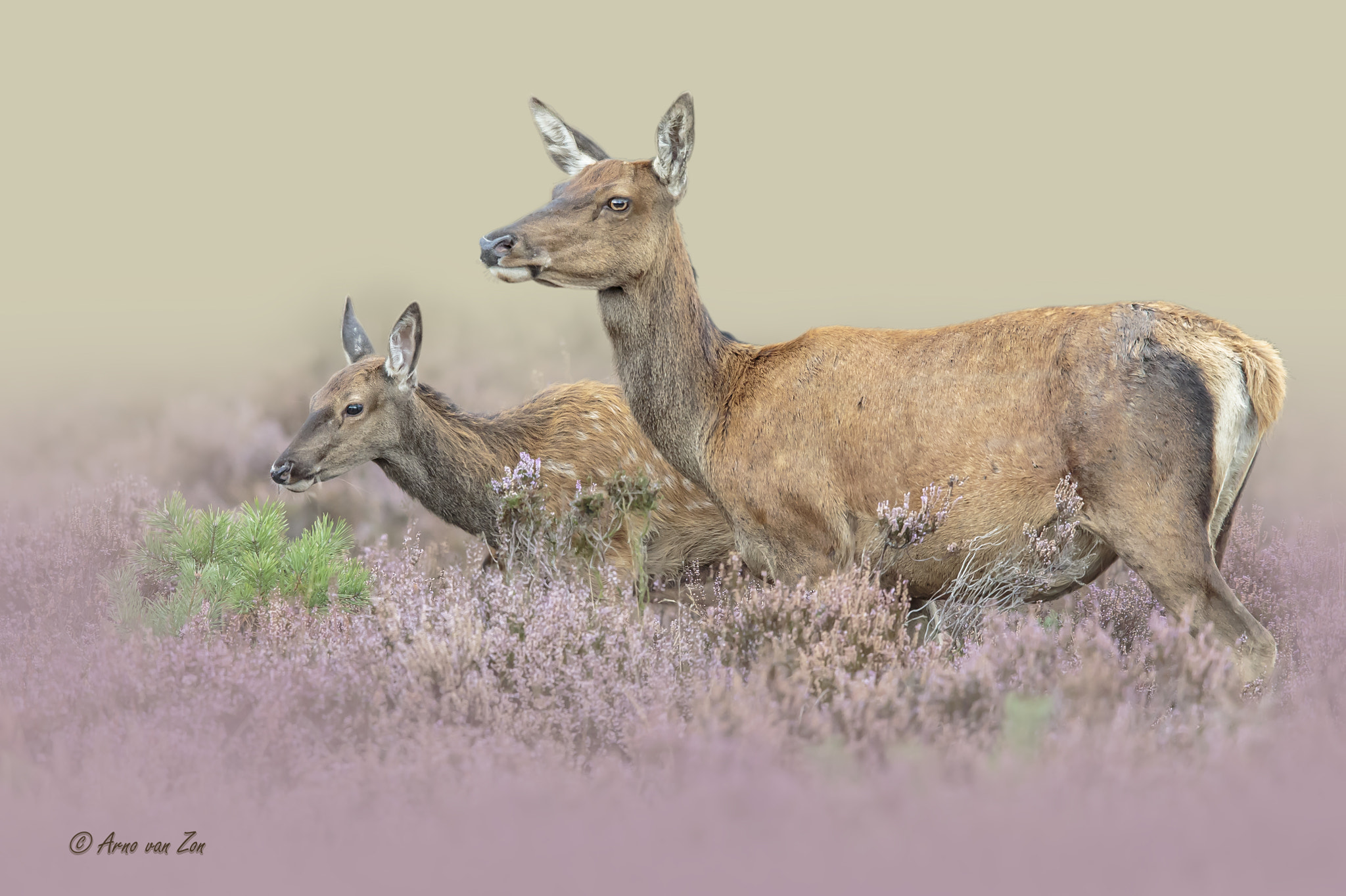 Canon EF 600mm F4L IS II USM sample photo. Like a painting... photography