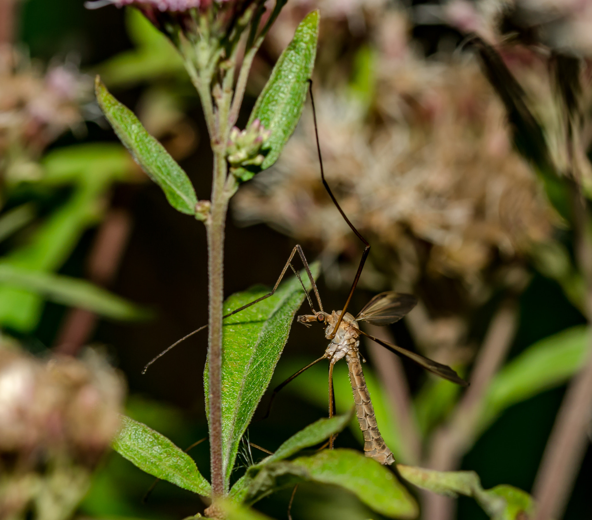 Sony SLT-A58 + 105mm F2.8 sample photo. Crane-fly photography