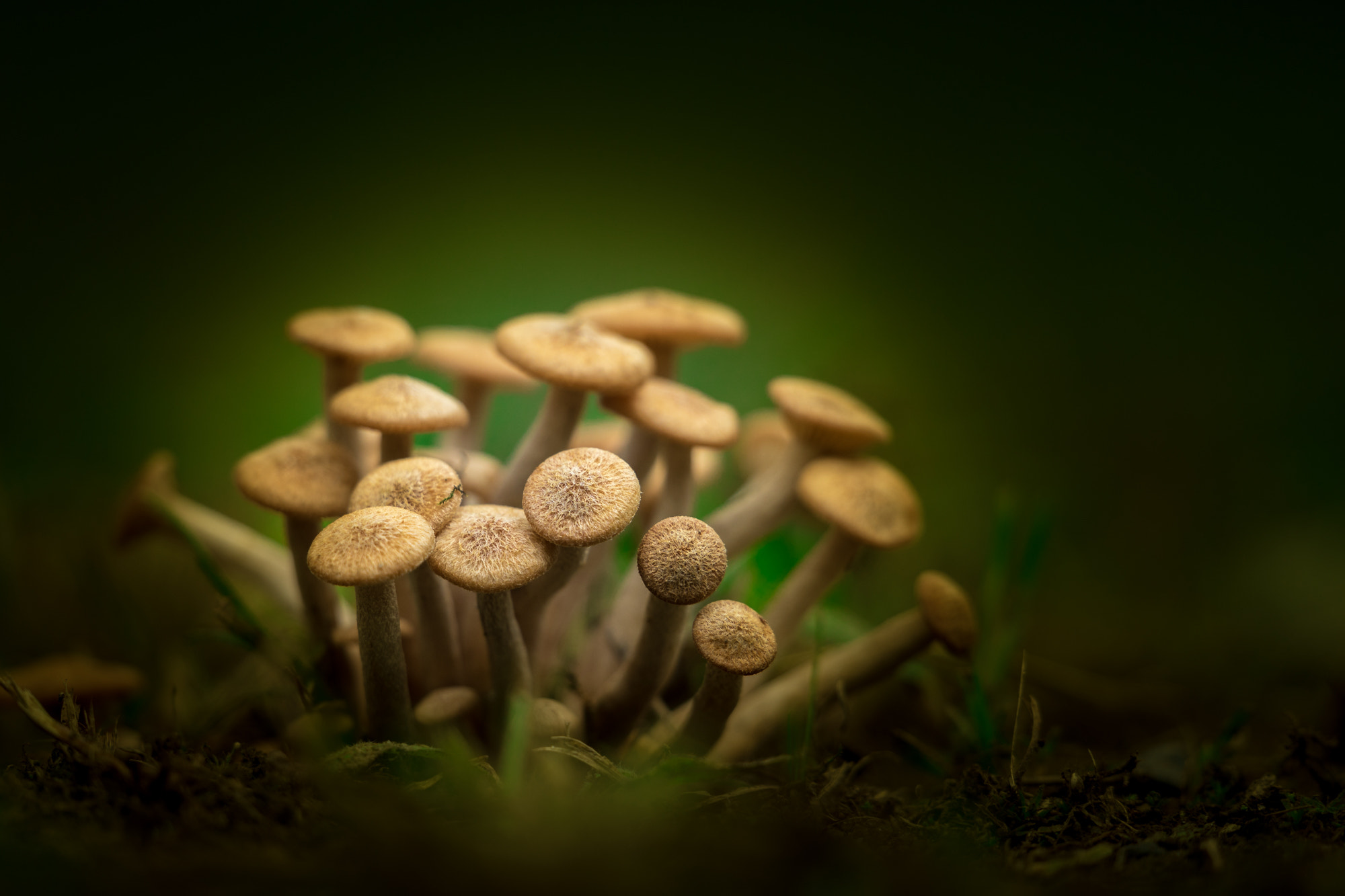 Sony FE 70-300mm F4.5-5.6 G OSS sample photo. Mushroom photography