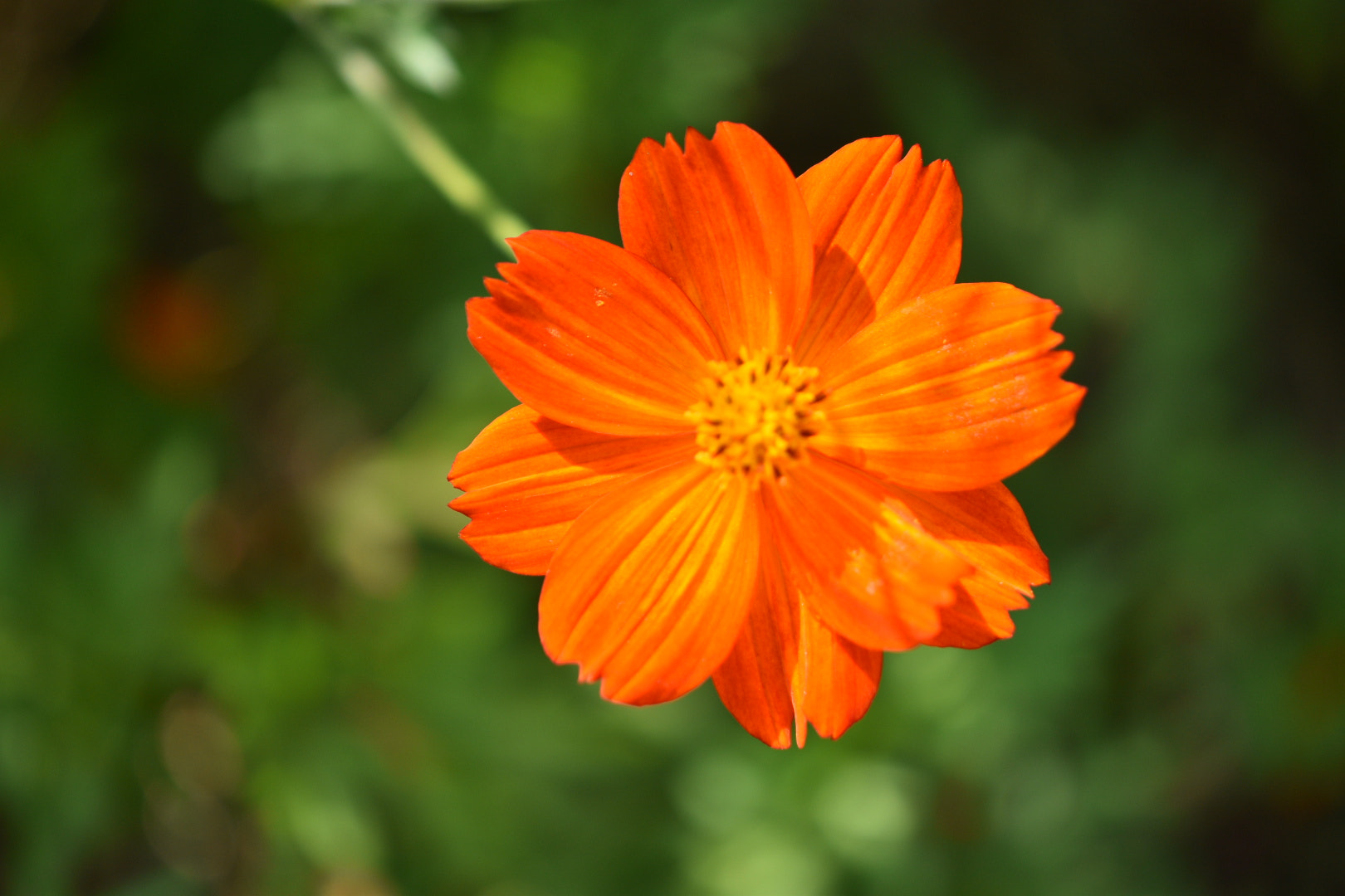 Nikon AF-S DX Micro-Nikkor 85mm F3.5G ED VR sample photo