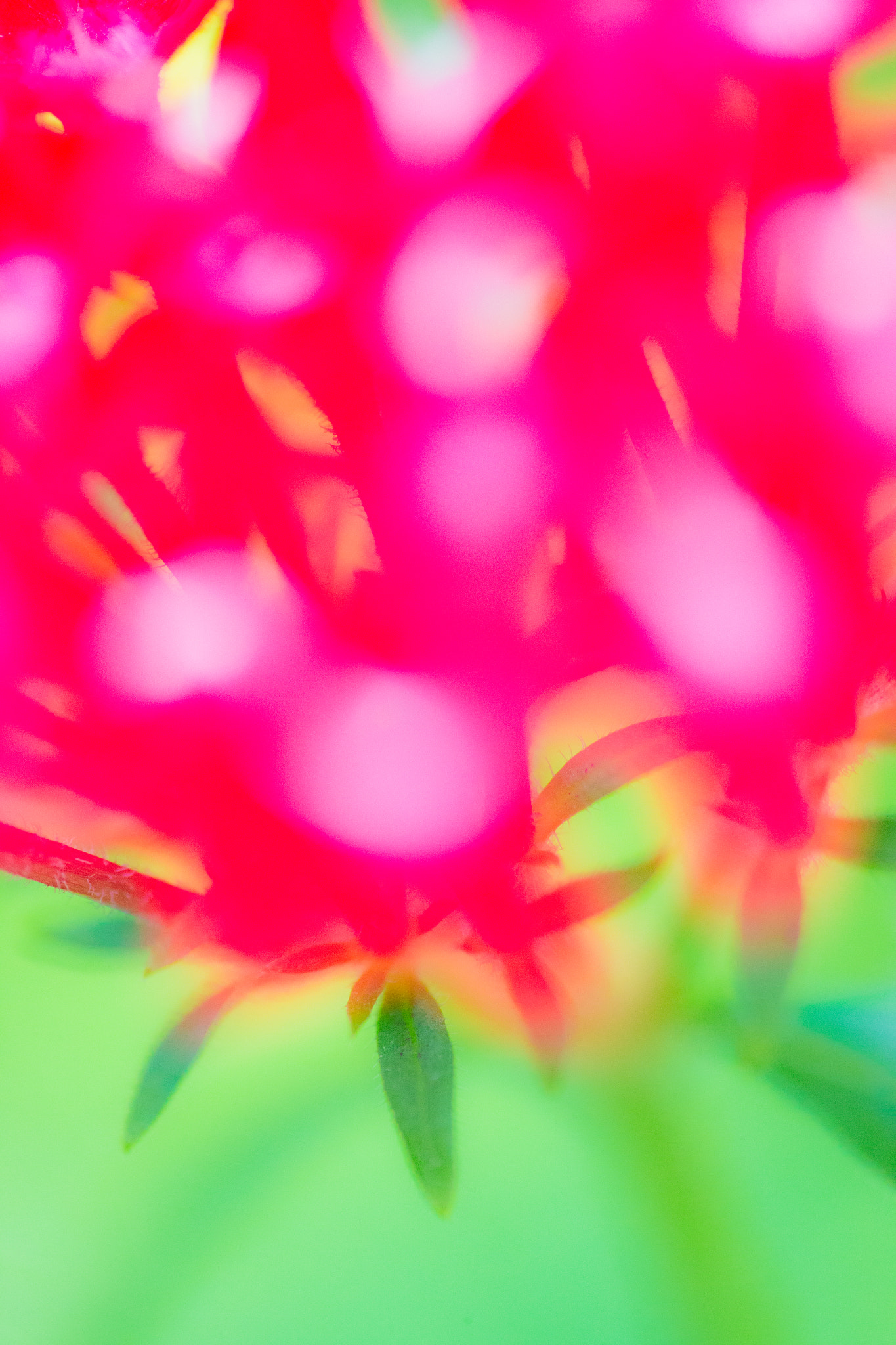 Canon EF 180mm F3.5L Macro USM sample photo. Bouquet photography