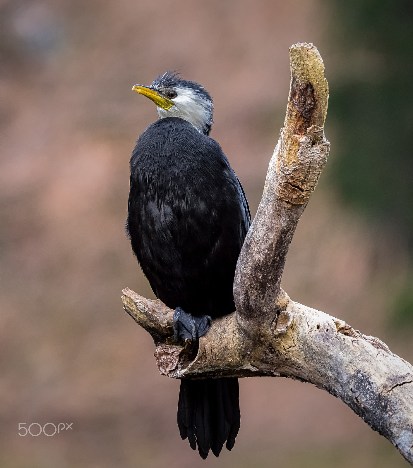 Panasonic Lumix DMC-GH4 + LEICA DG 100-400/F4.0-6.3 sample photo. Little shag photography