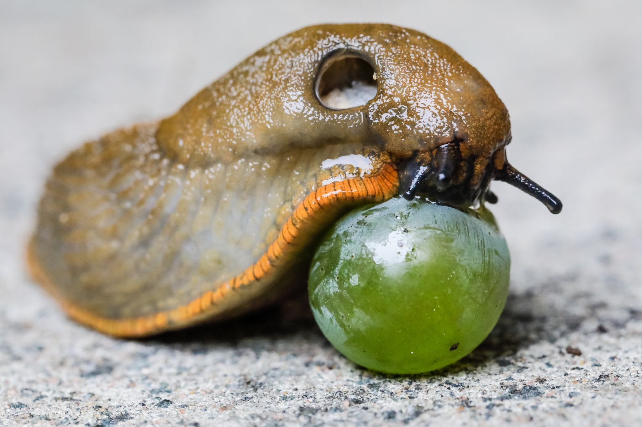Canon EF 100mm F2.8L Macro IS USM sample photo. Slug snacking on a grape photography