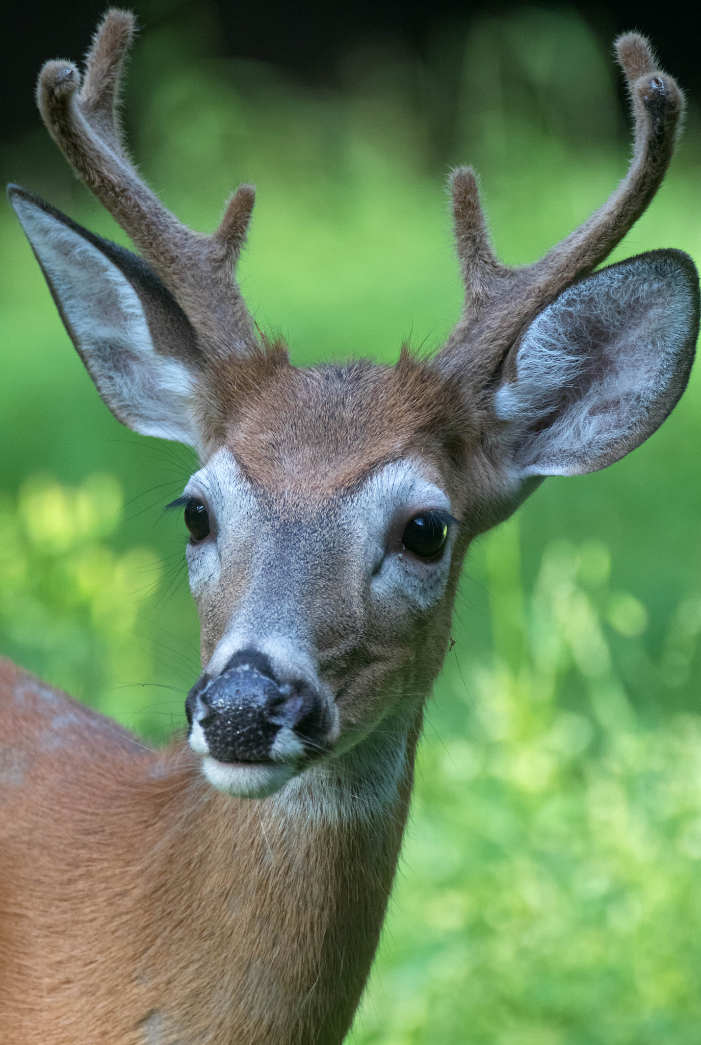 Canon EF 500mm F4L IS USM sample photo. Fuzzy buck photography