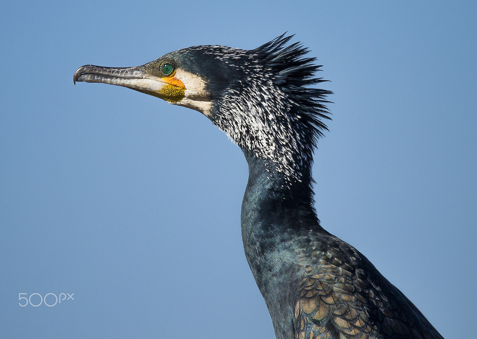 Canon EOS-1D Mark IV sample photo. Big kormoran photography