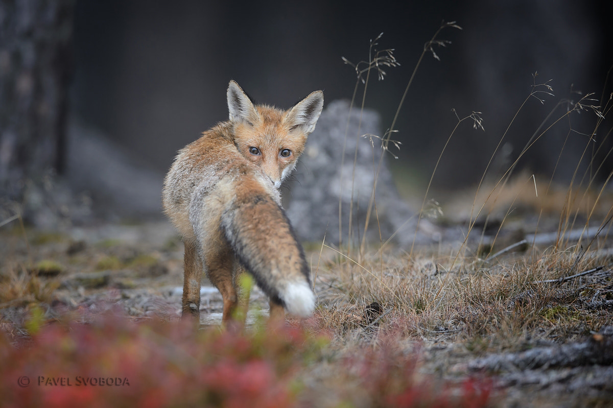 Nikon AF-S Nikkor 400mm F2.8E FL ED VR sample photo. Red fox photography