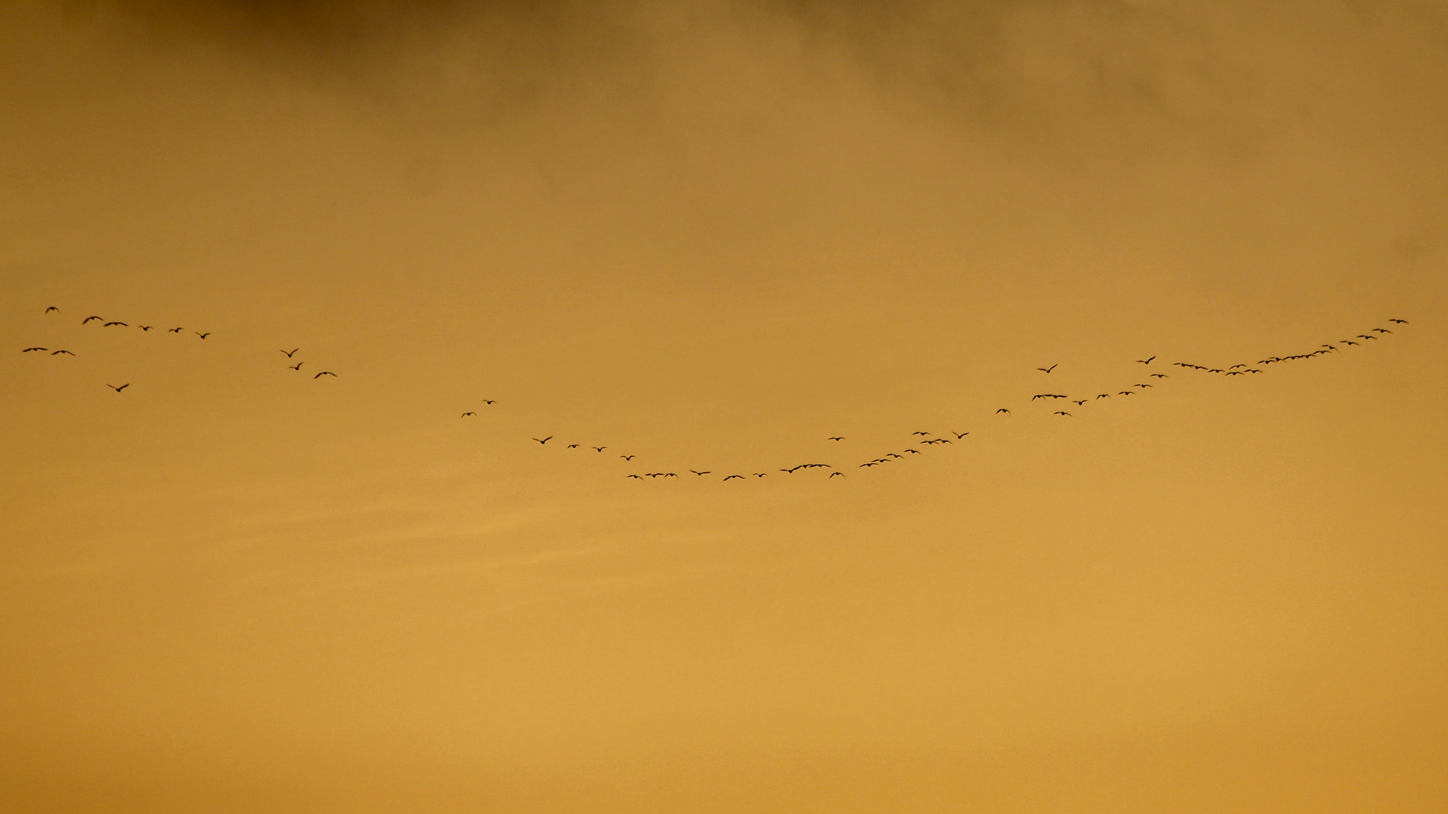 Canon EF-S 55-250mm F4-5.6 IS II sample photo. Come fly with us - freedom photography