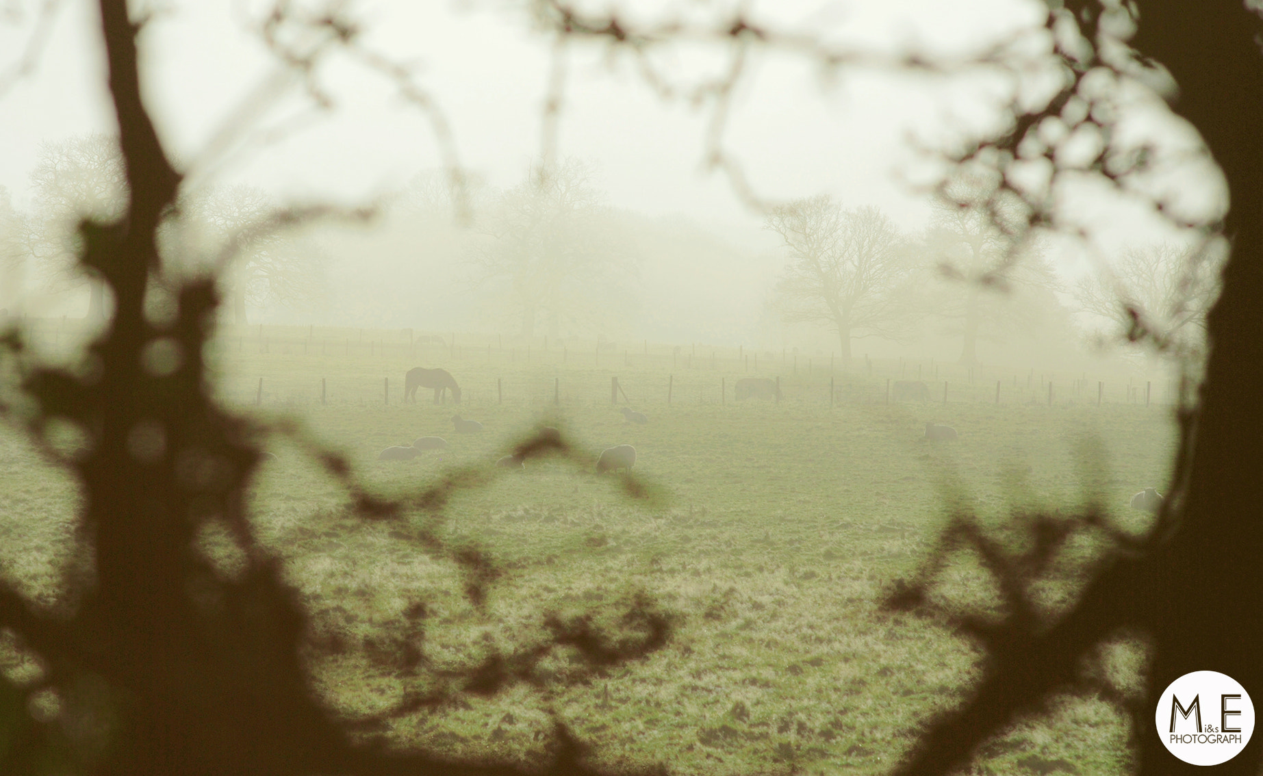 Sigma 85mm F1.4 EX DG HSM sample photo. Fog photography