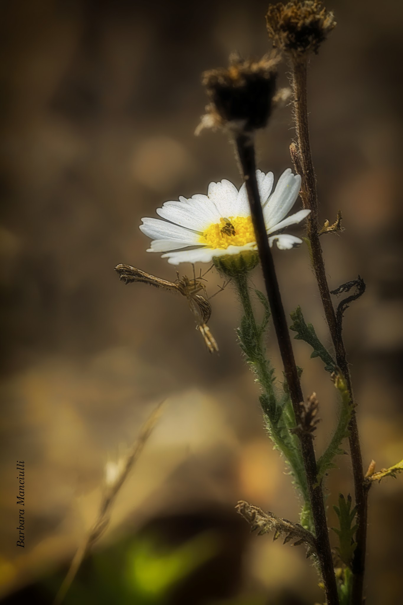 Sigma 150mm F2.8 EX DG OS Macro HSM sample photo. I ricordi sono un po come i sogni photography