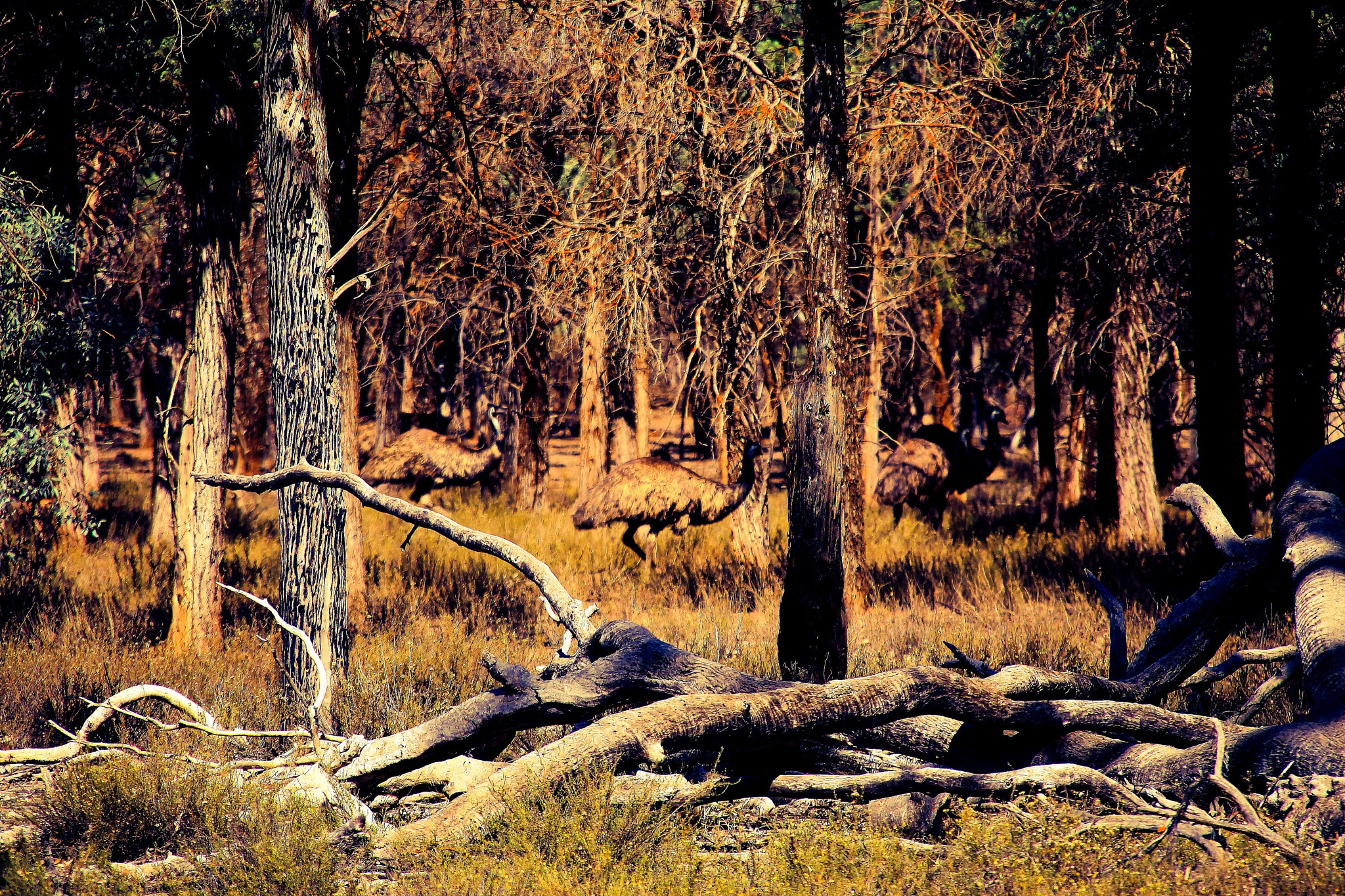 Canon EOS 50D + Canon 18-200mm sample photo. Emus photography