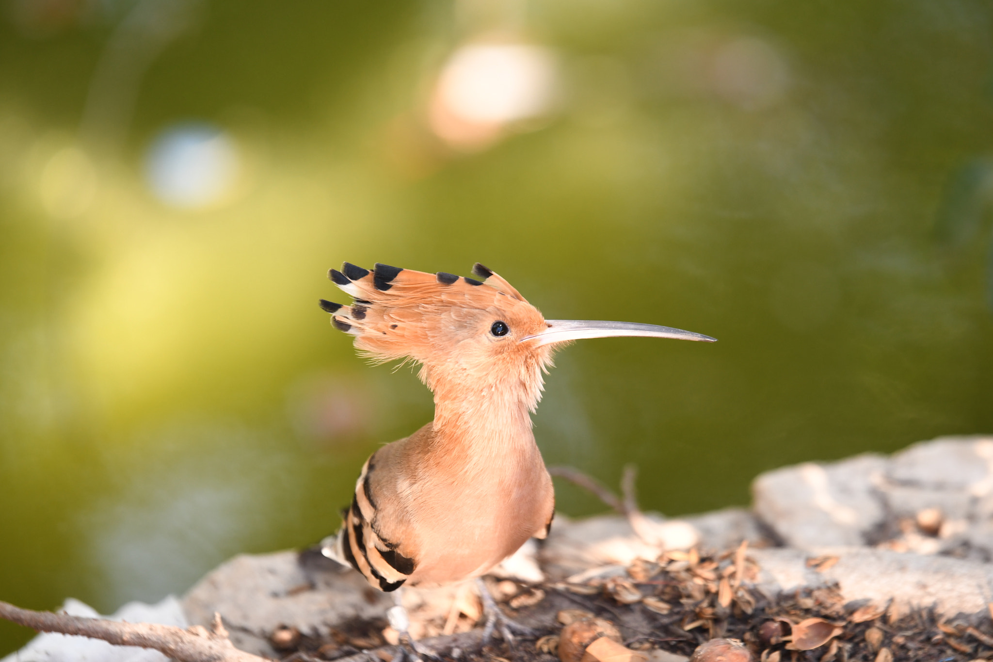 Tamron SP 70-200mm F2.8 Di VC USD sample photo. Curios hoopoe photography