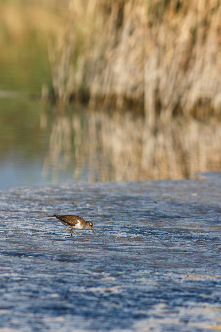 Canon EF 300mm F4L IS USM sample photo. Common sandpiper photography