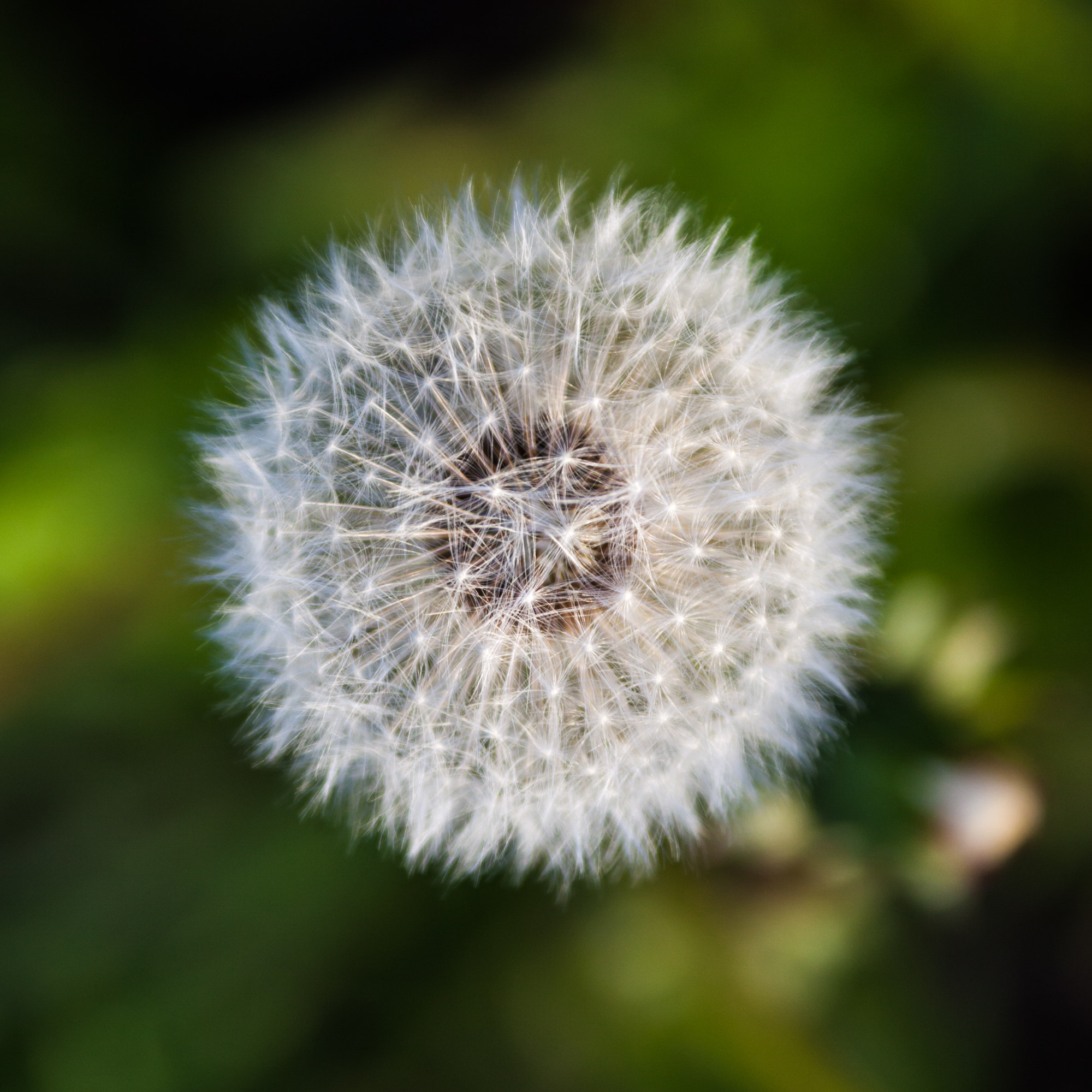 Canon EF 28-300mm F3.5-5.6L IS USM sample photo. Flower photography