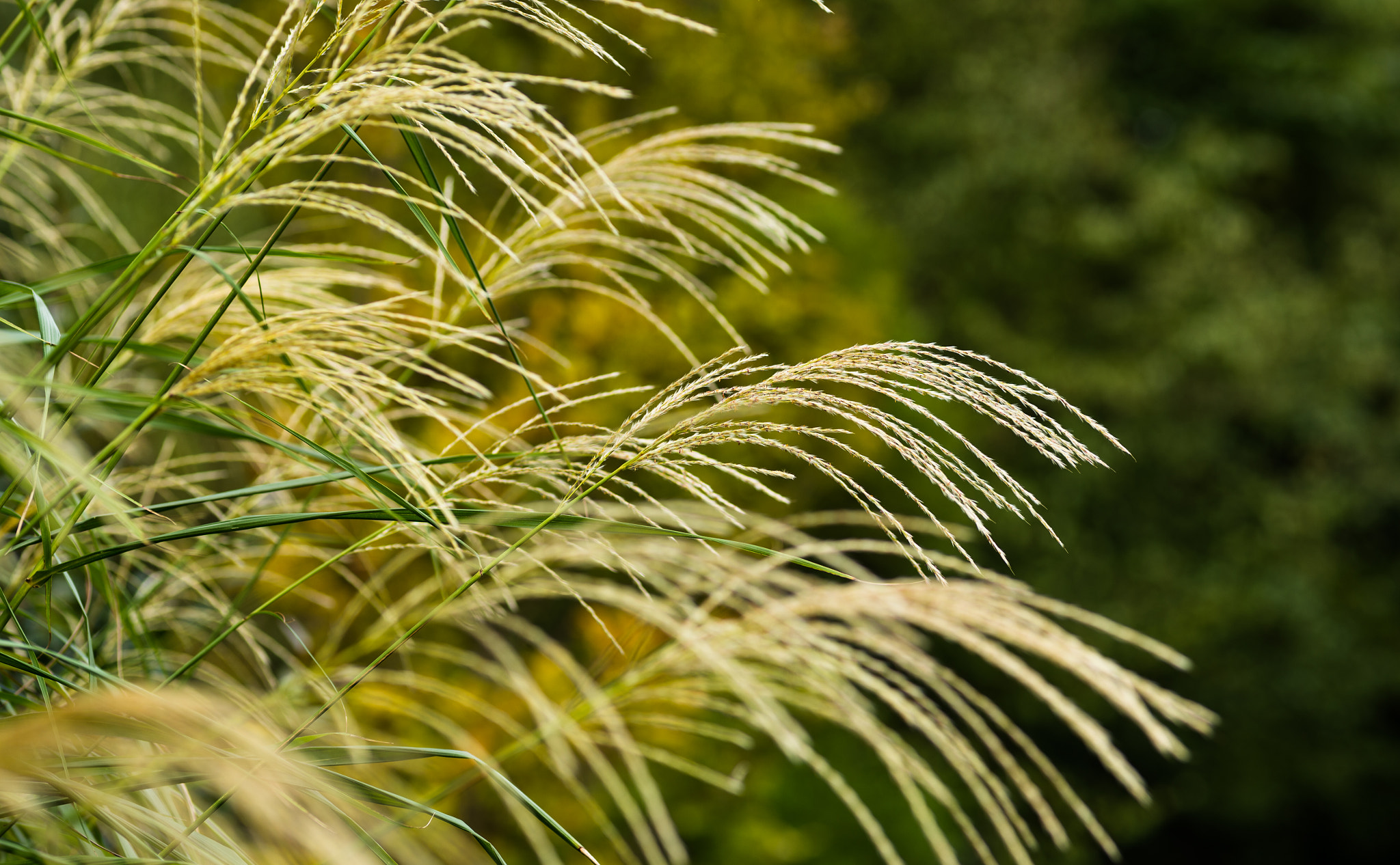 Nikon Df + ZEISS Makro-Planar T* 100mm F2 sample photo. Early autumn photography