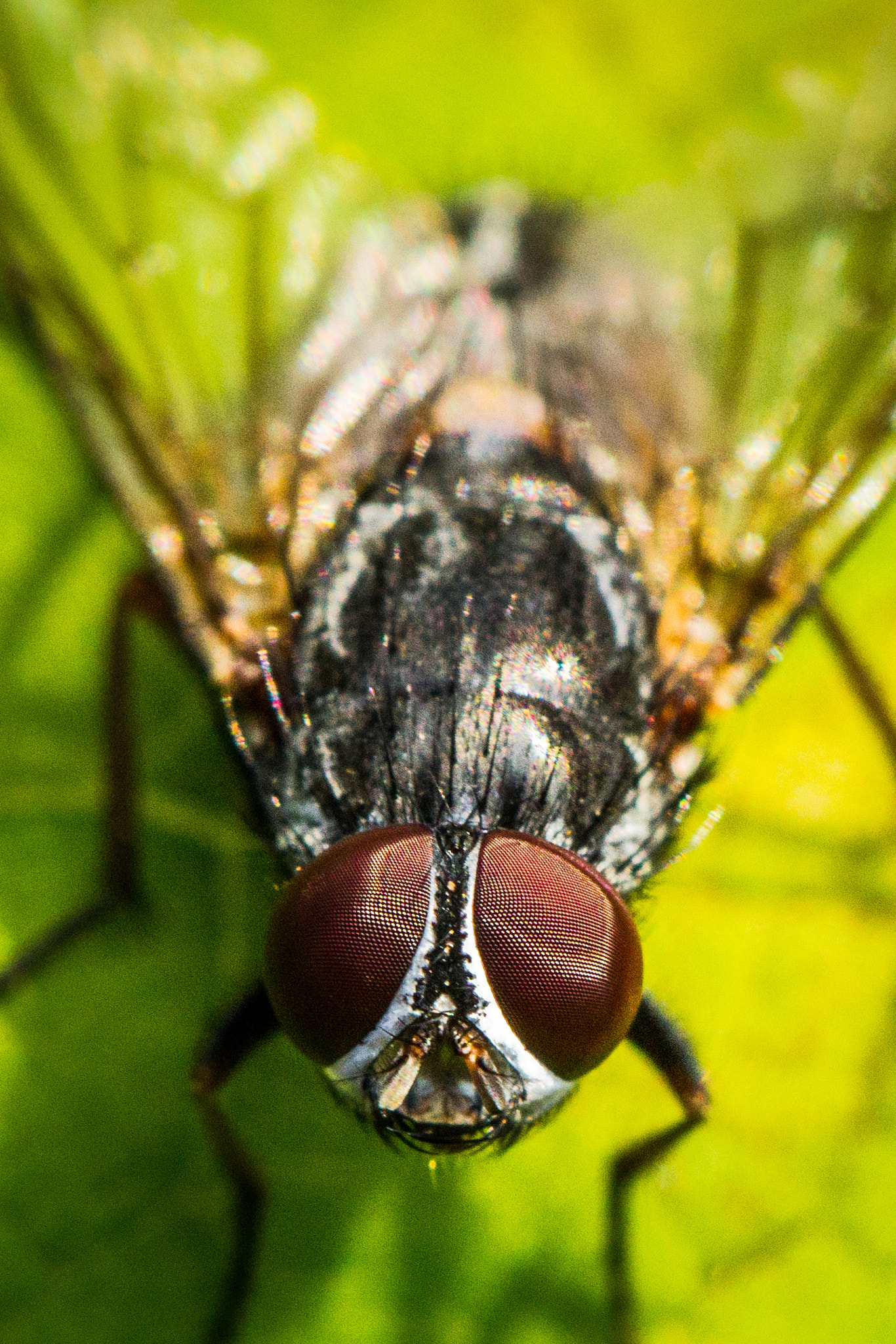 Canon EF 100mm F2.8L Macro IS USM sample photo. Fly photography