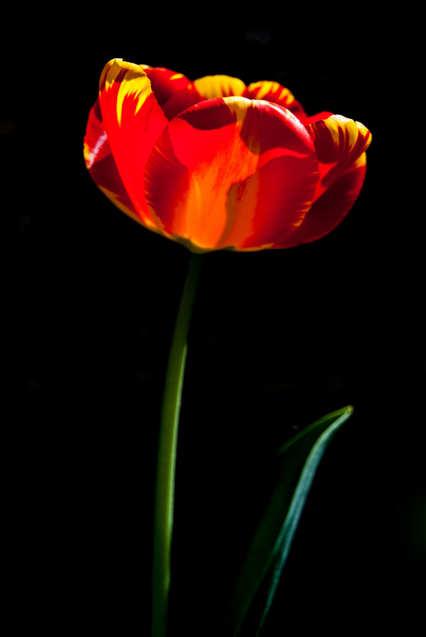 Nikon D60 sample photo. Light photography