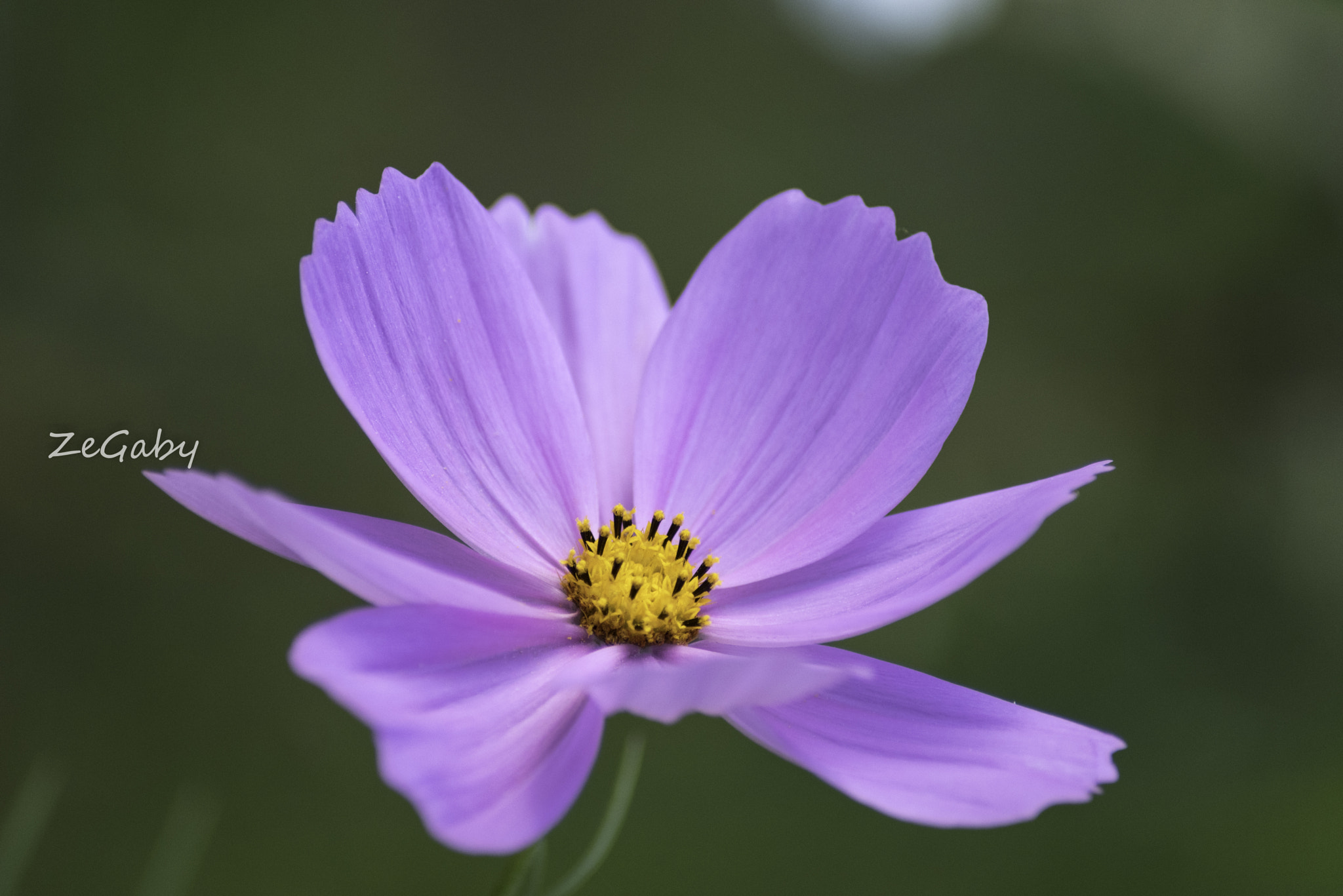 Pentax K-1 sample photo. Depth of field photography