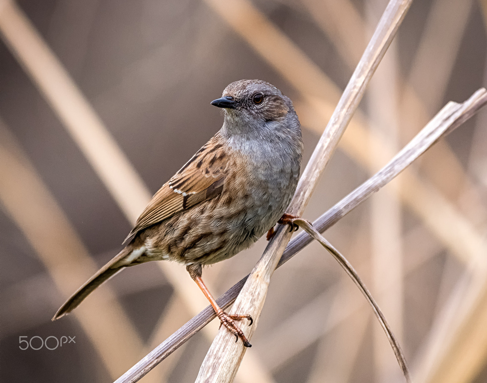 Panasonic Lumix DMC-GH4 + LEICA DG 100-400/F4.0-6.3 sample photo. Dunnock on a south island toe toe plant photography