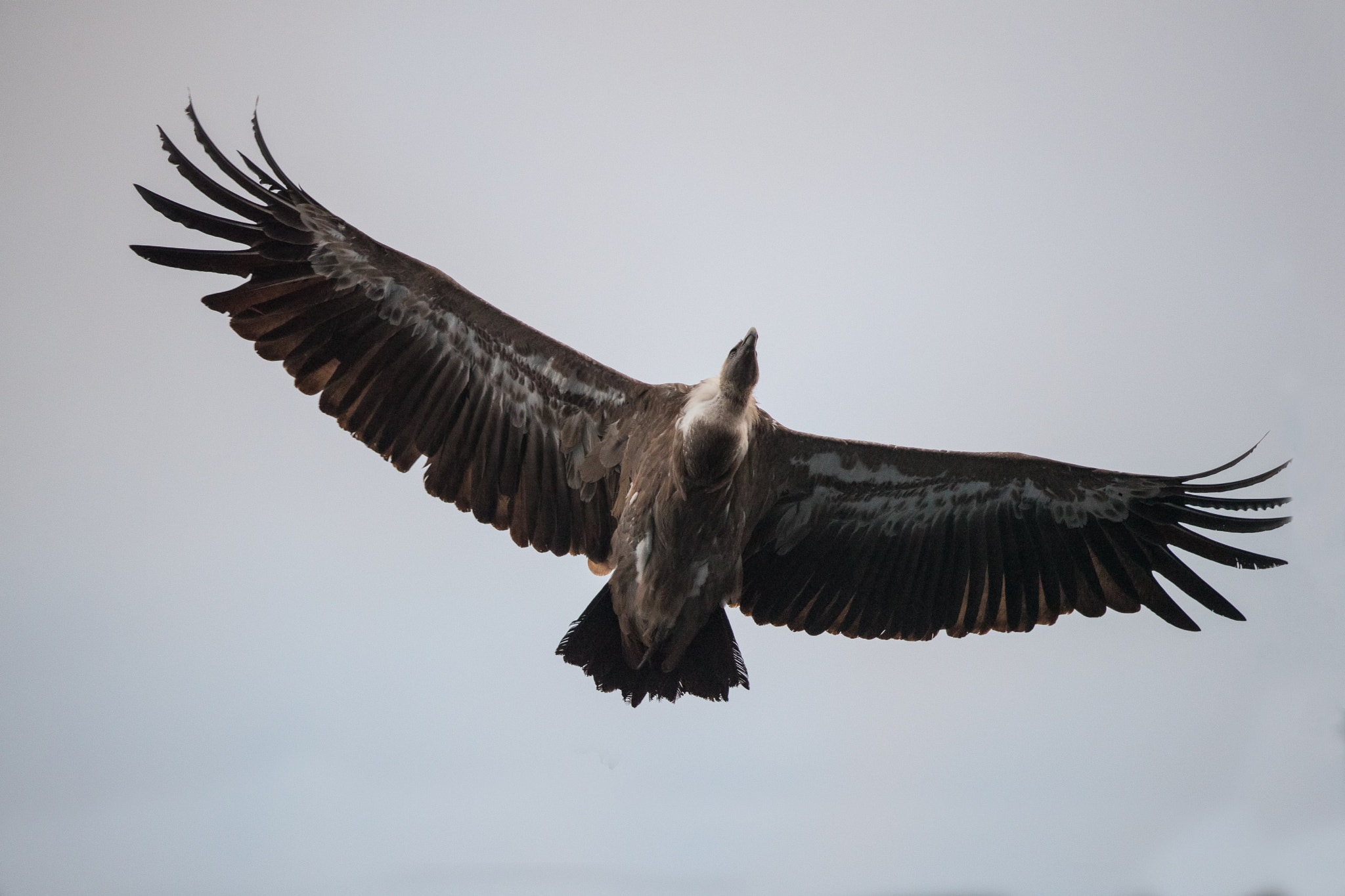 Canon EF 500mm F4L IS II USM sample photo. White wonder photography