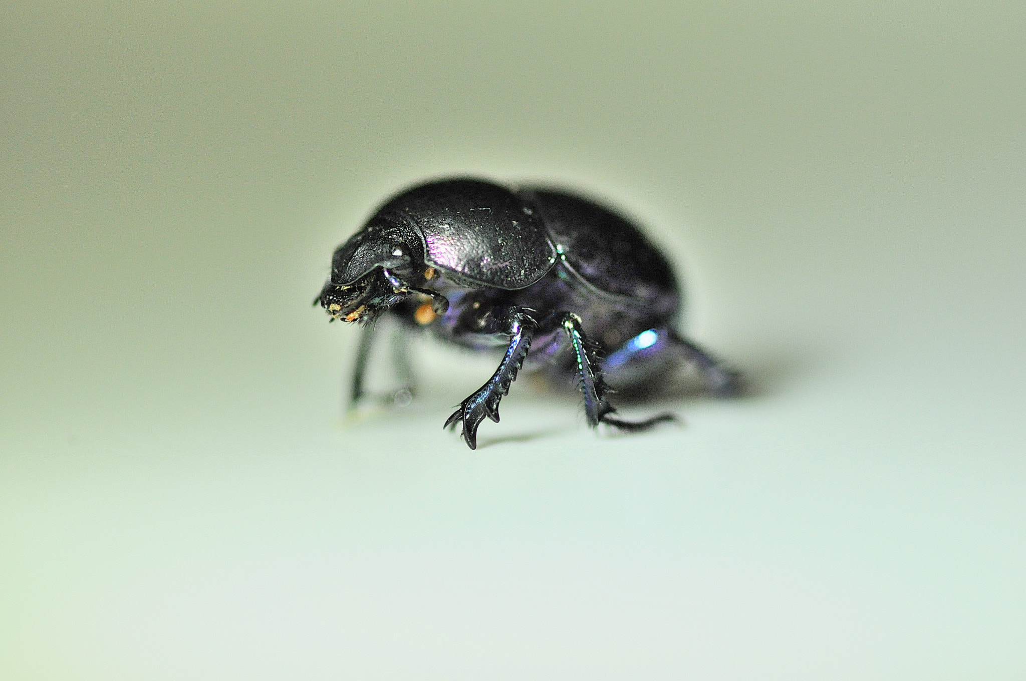 Sigma 105mm F2.8 EX DG Macro sample photo. Scarab photography