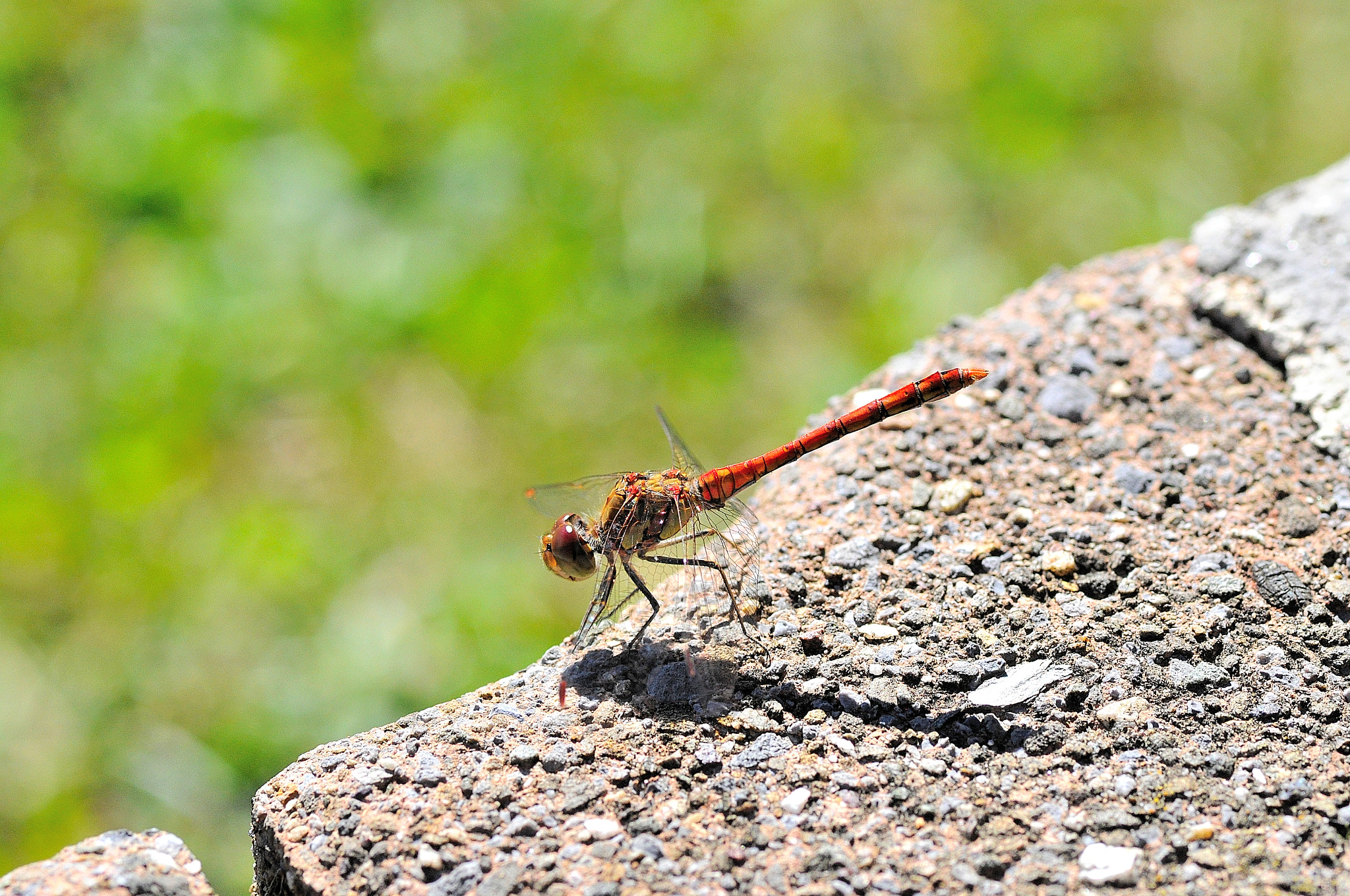 Sigma 105mm F2.8 EX DG Macro sample photo. Red dragonfly photography