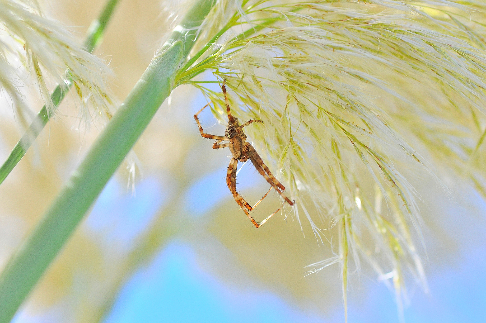 Sigma 105mm F2.8 EX DG Macro sample photo. Spider photography