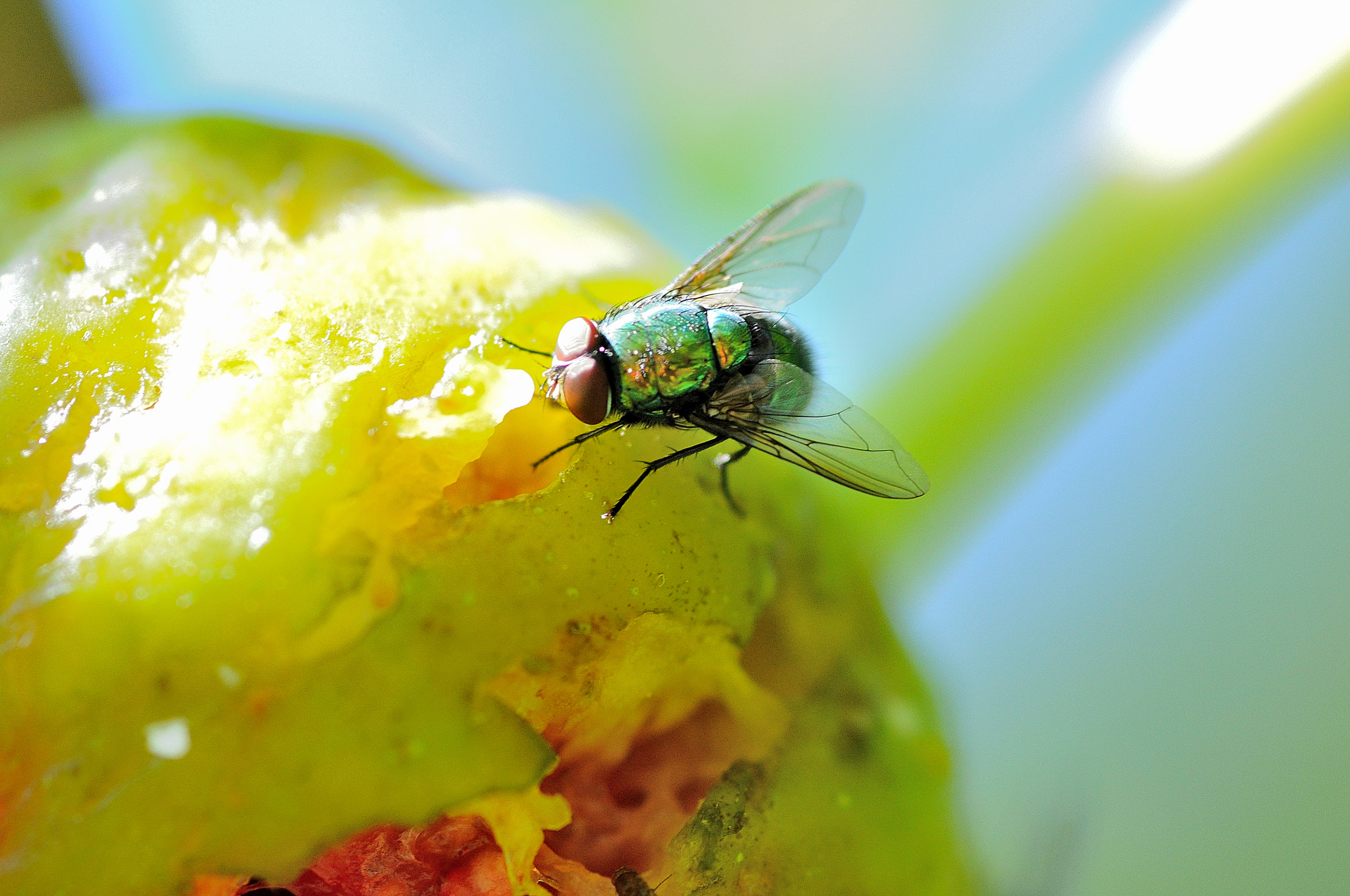 Sigma 105mm F2.8 EX DG Macro sample photo. Green moscow photography