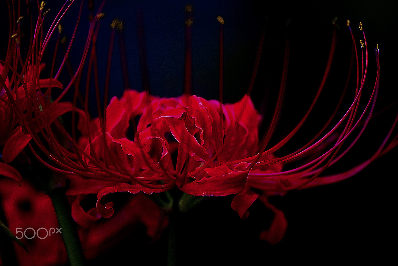 Nikon D200 sample photo. Cluster amaryllis~rare with no leaves 2~ photography